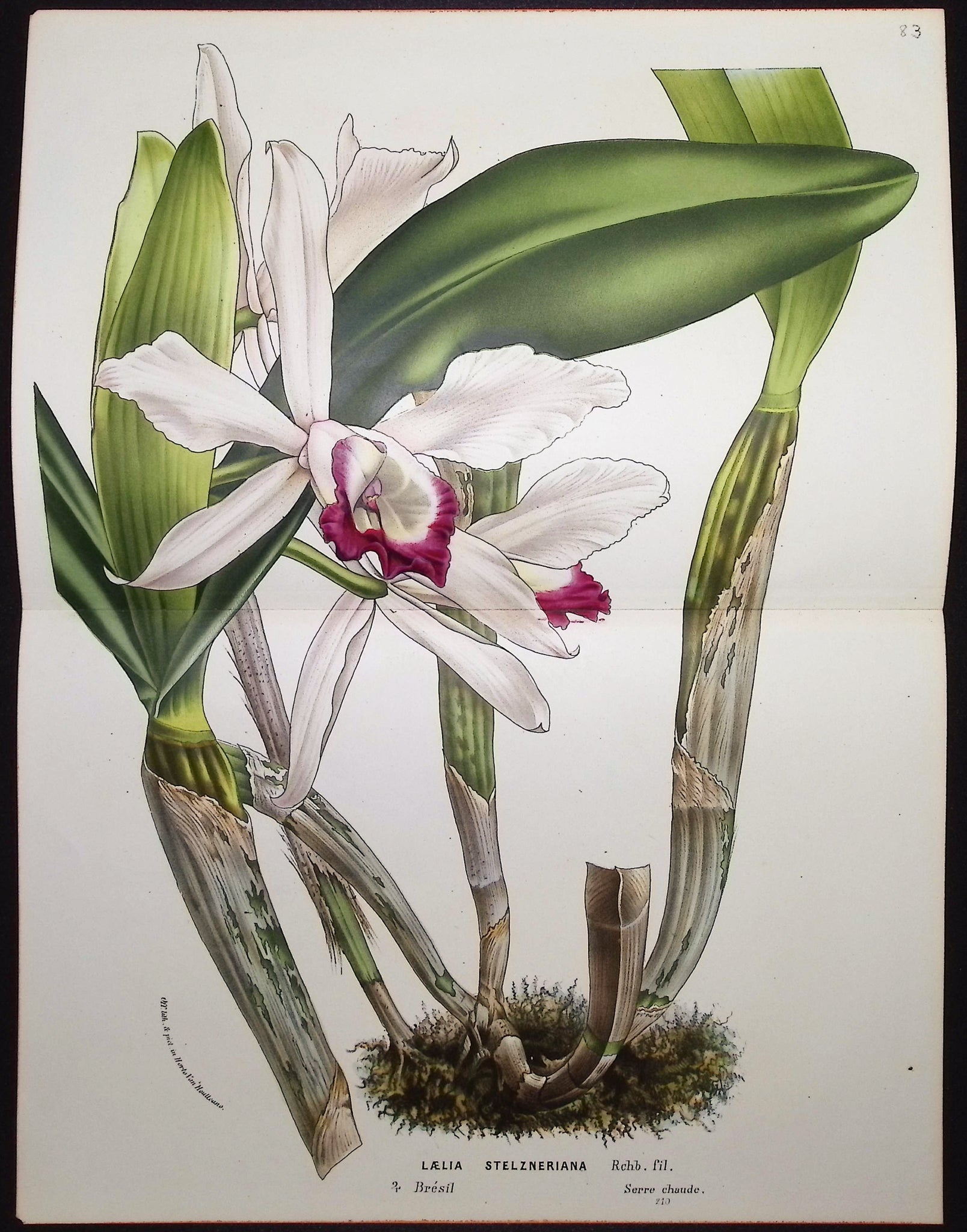 Orchid
