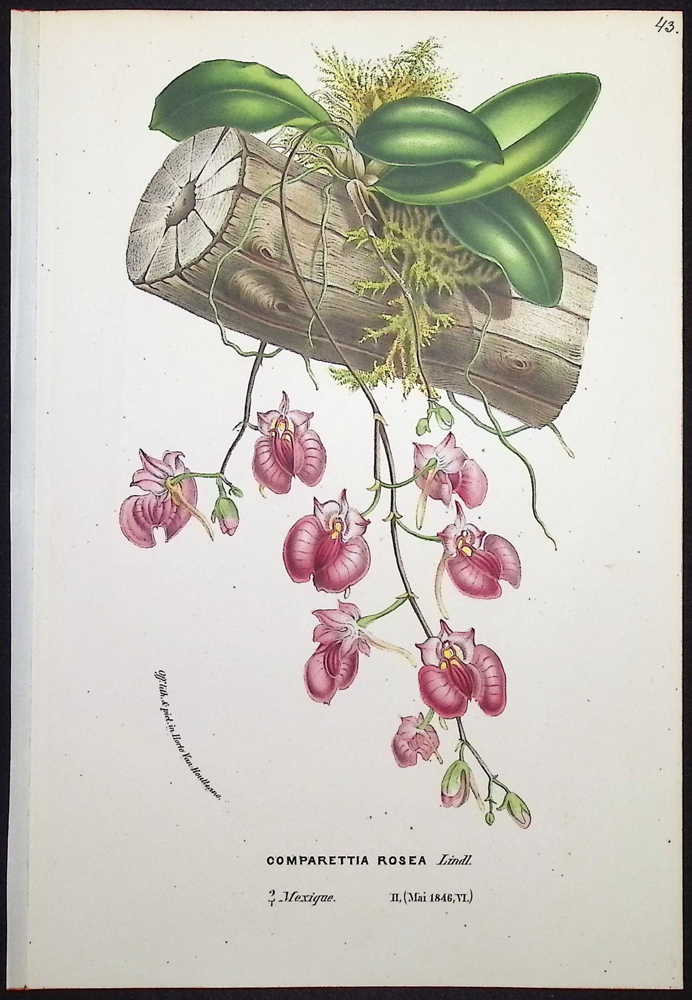 Orchid