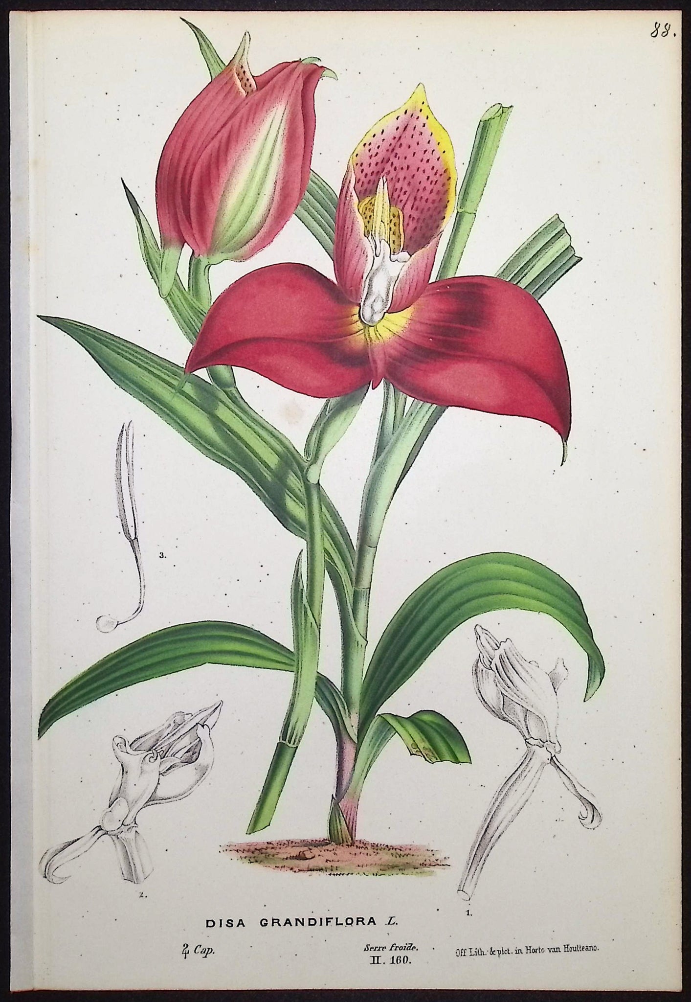Orchid