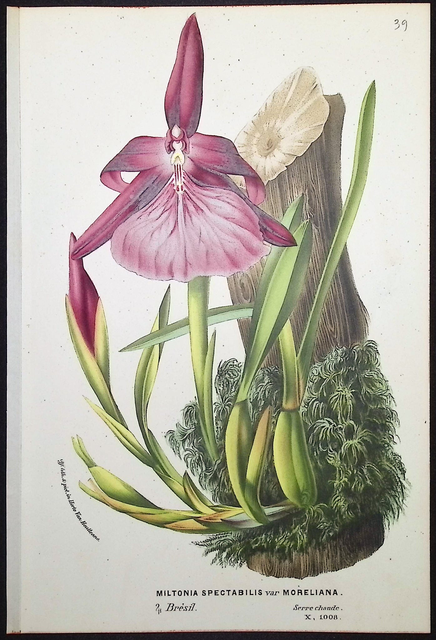 Orchid