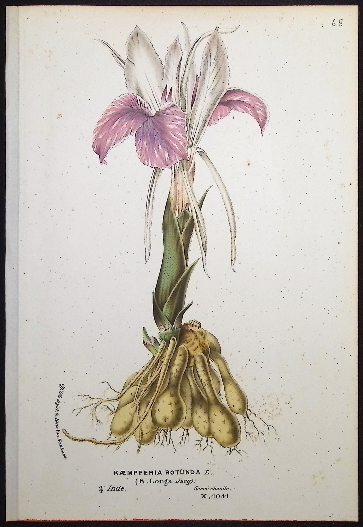Asian Ginger (Kaempferia Rotunda)