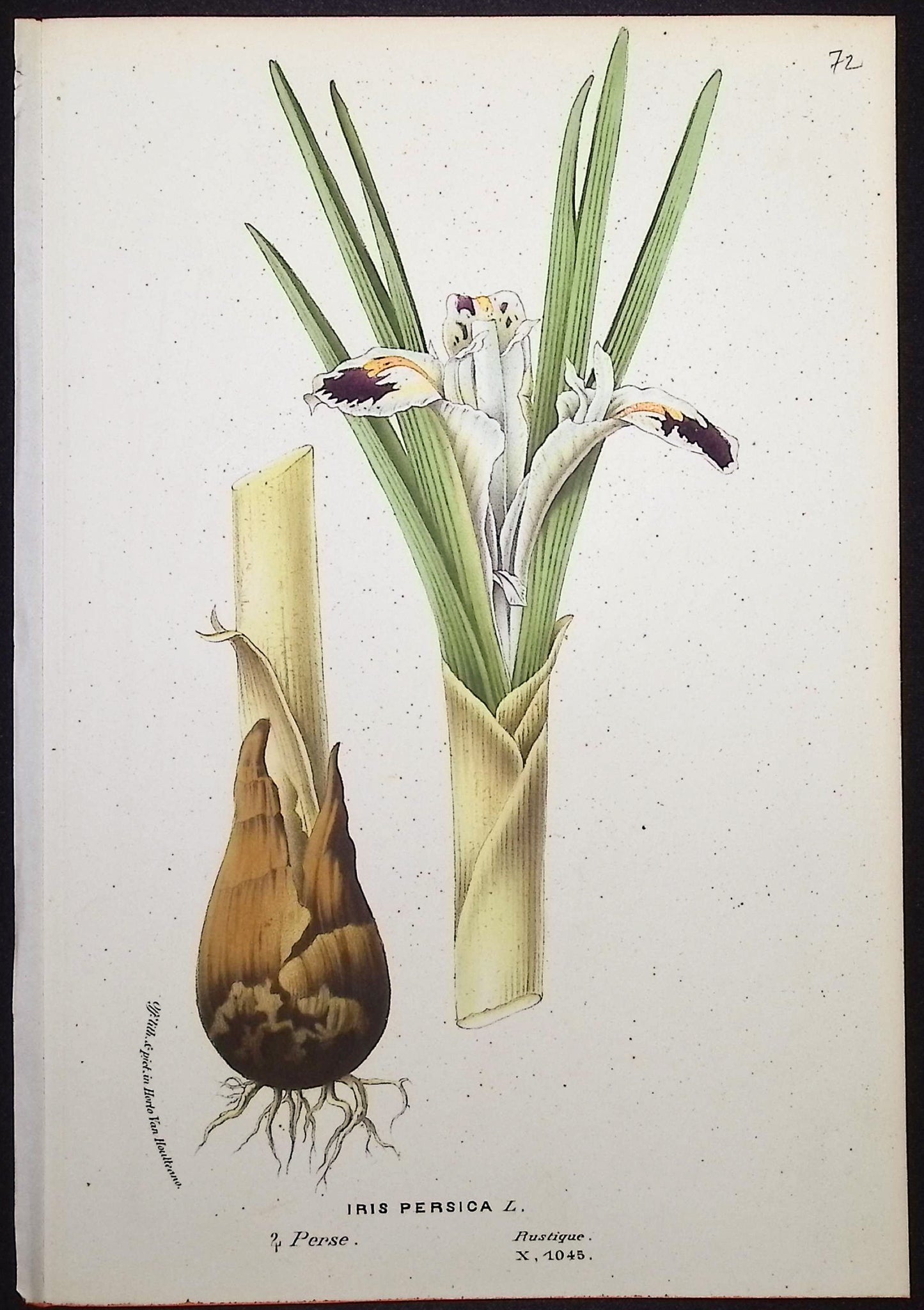 Iris