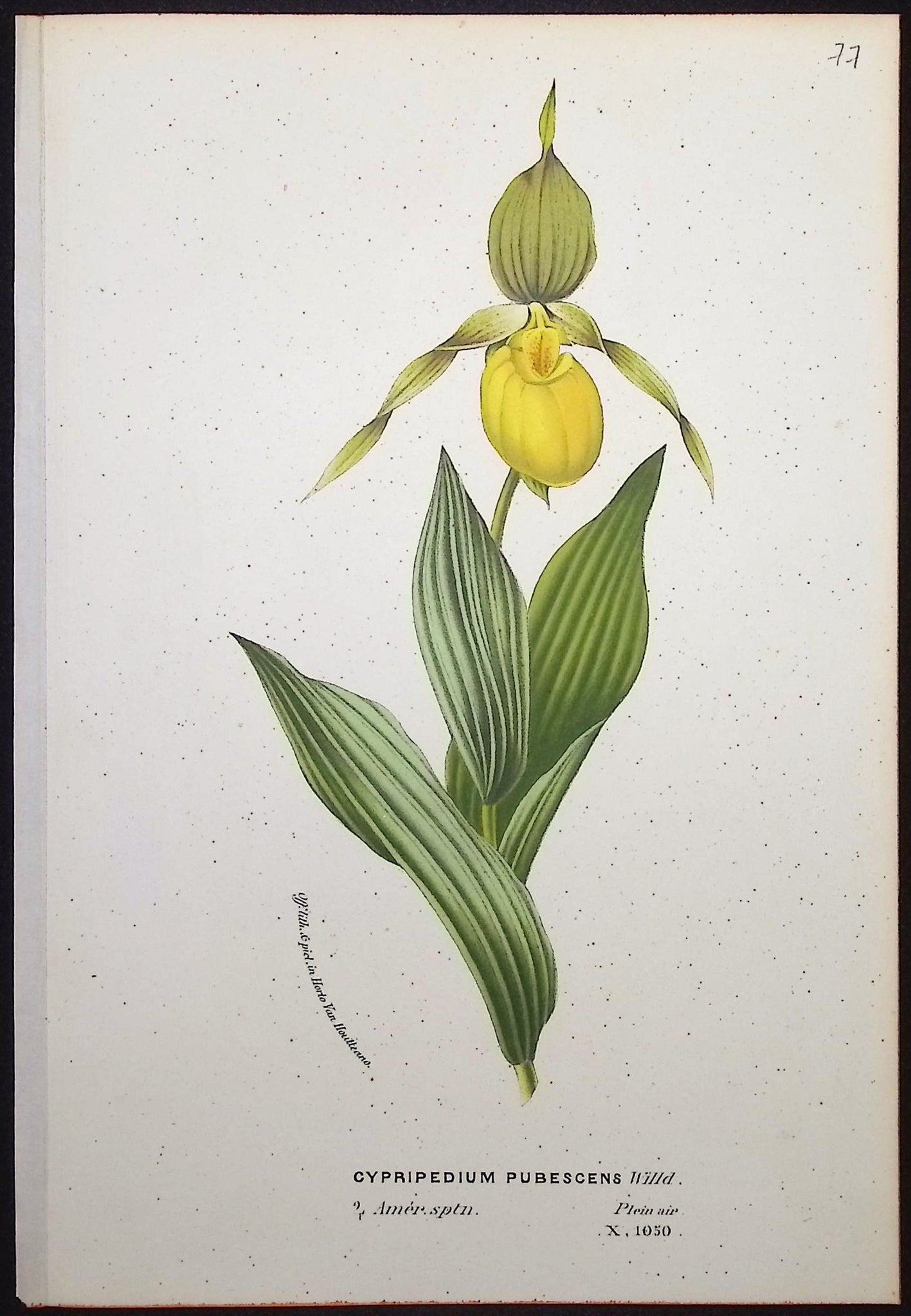 Lady's Slipper Orchid