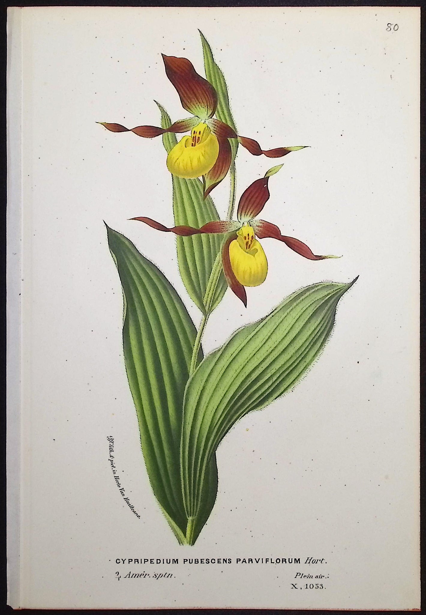 Lady's Slipper Orchid