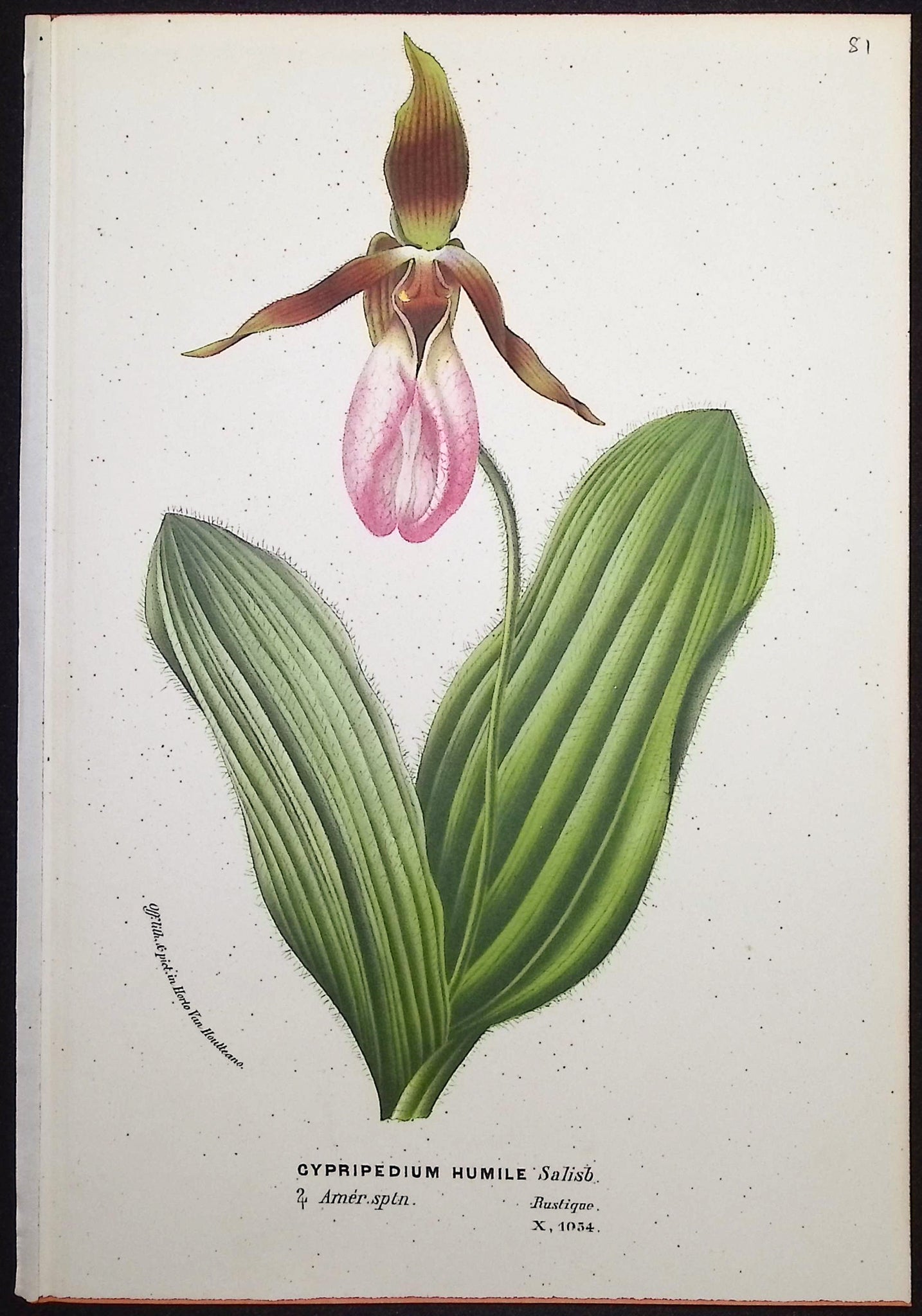 Lady's Slipper Orchid