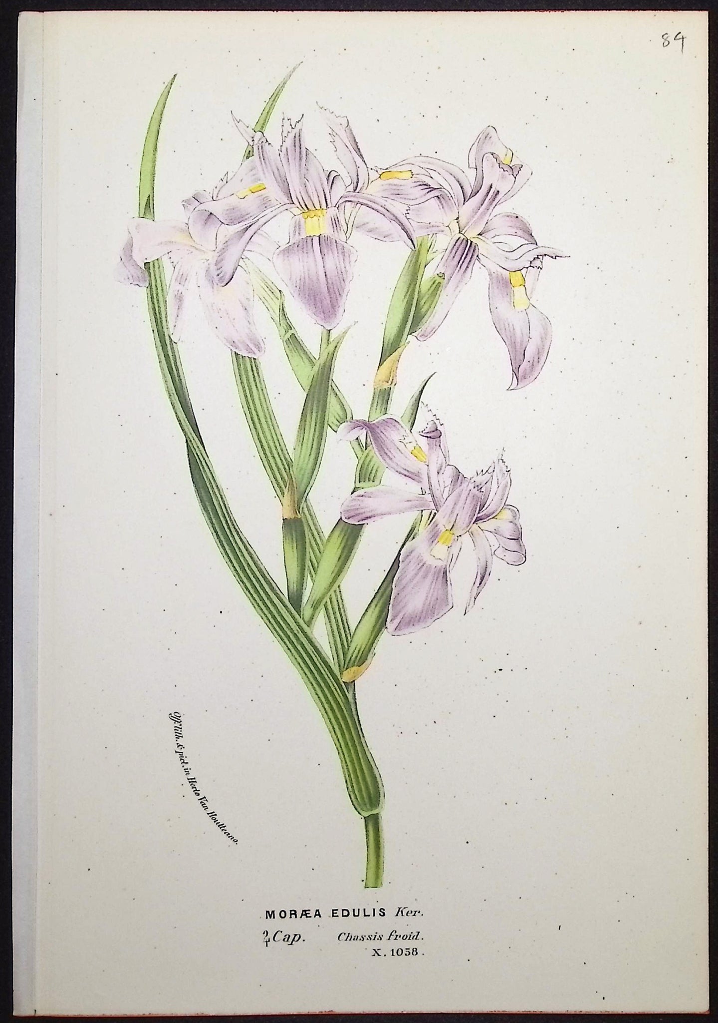 Orchid