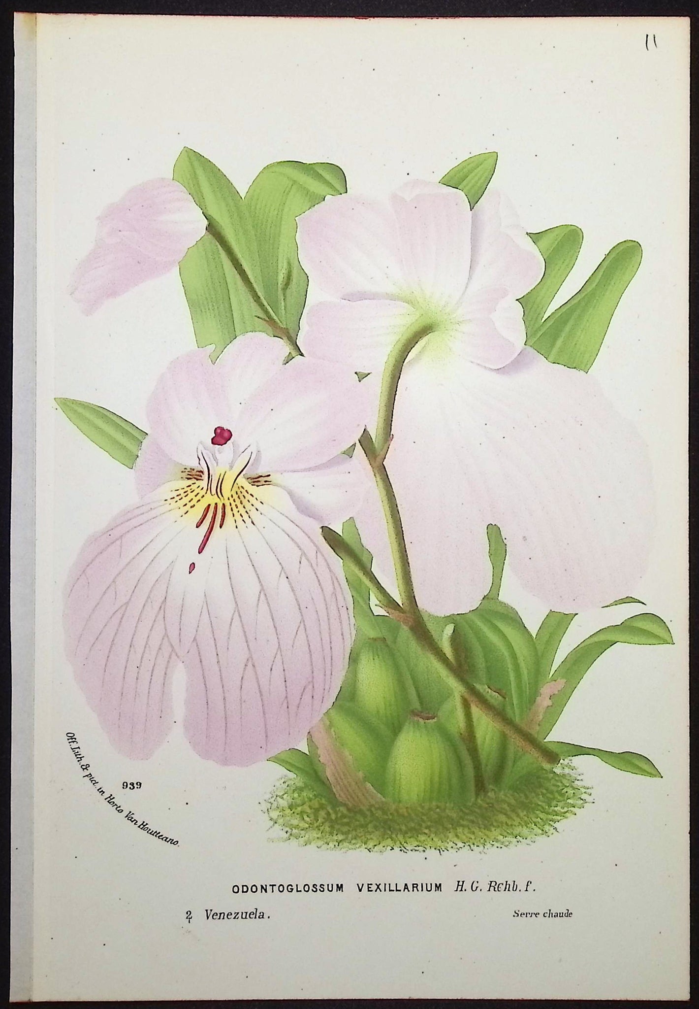 Orchid