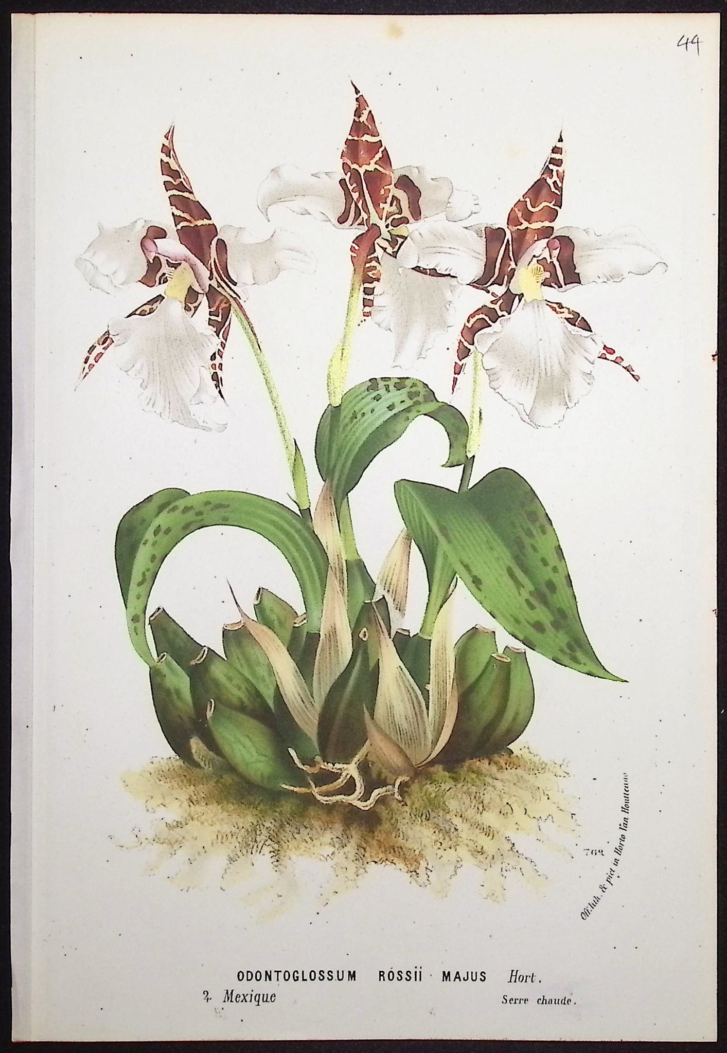Orchid