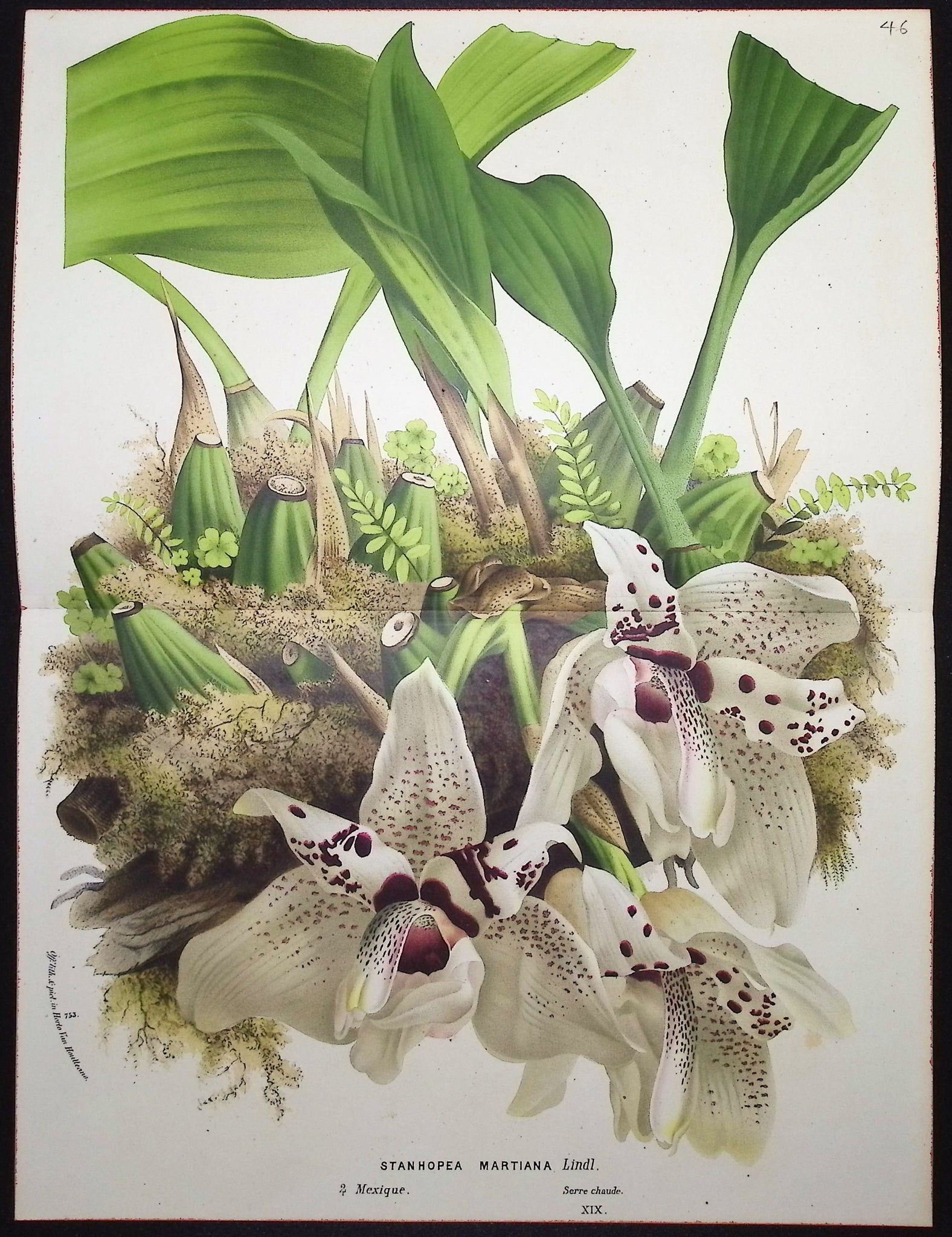 Orchid