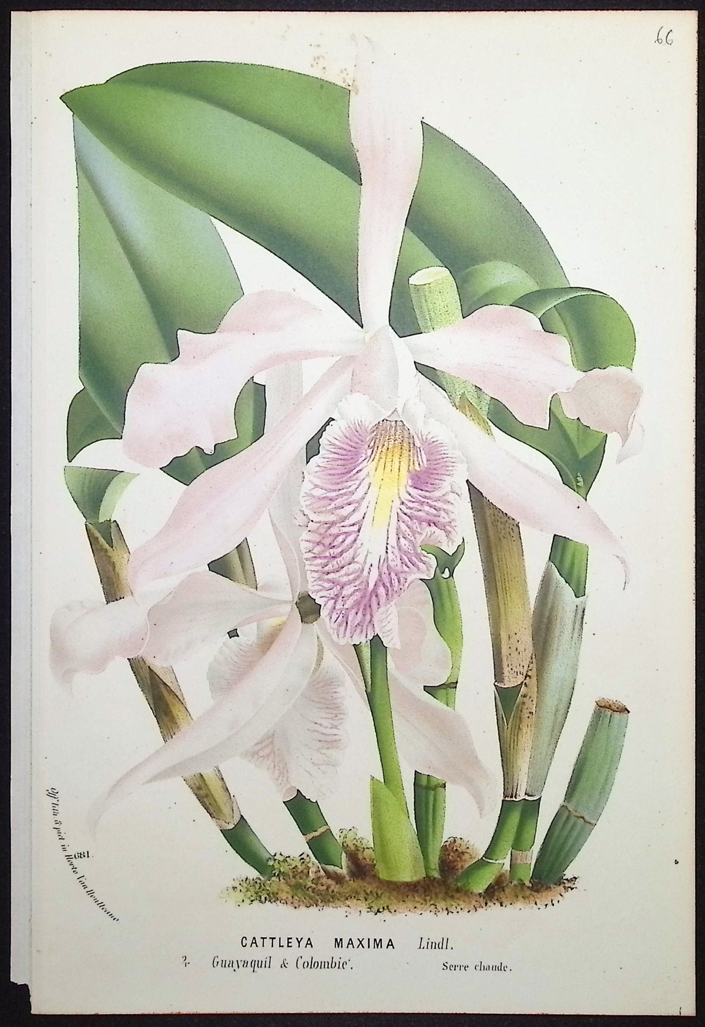 Orchid