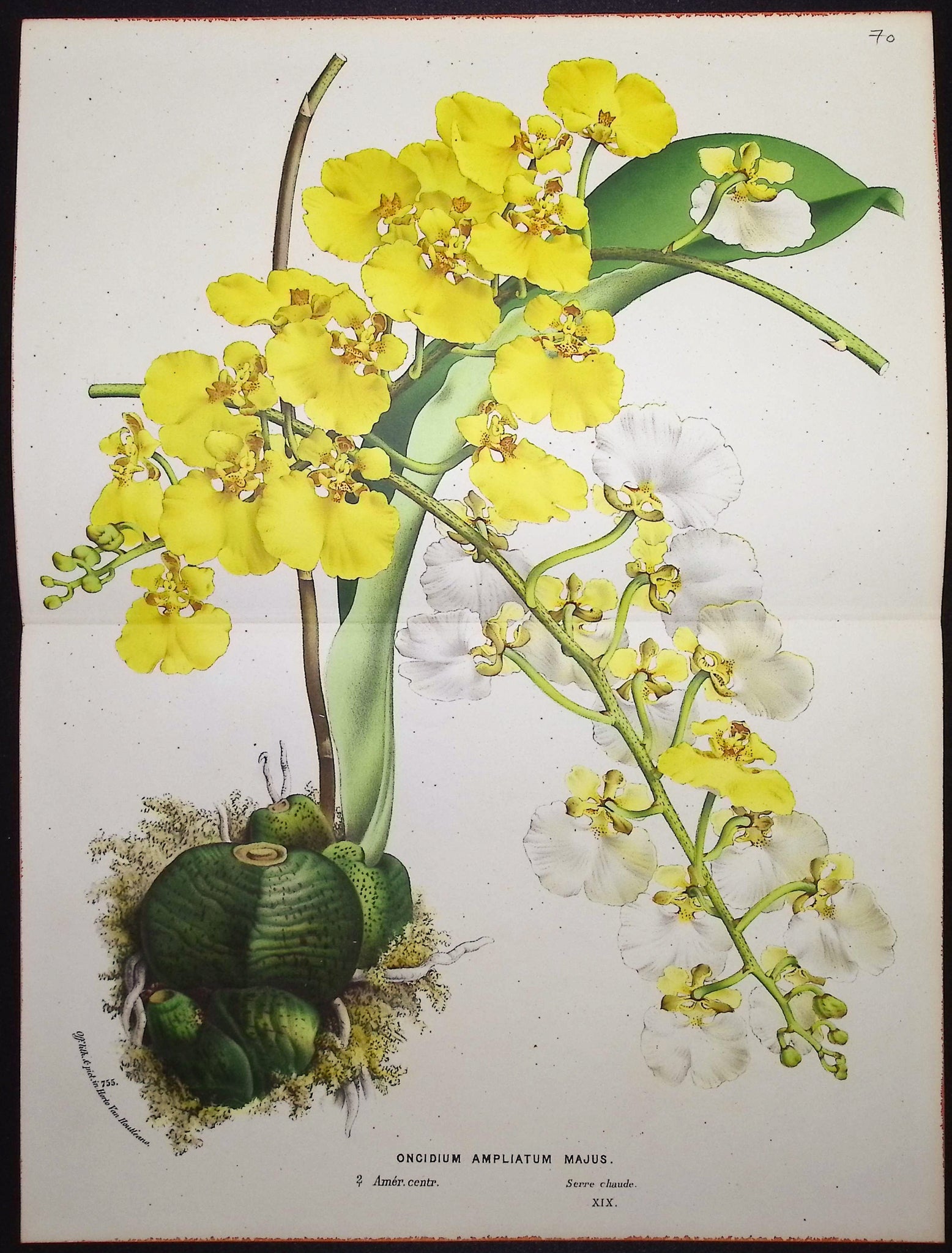 Orchid