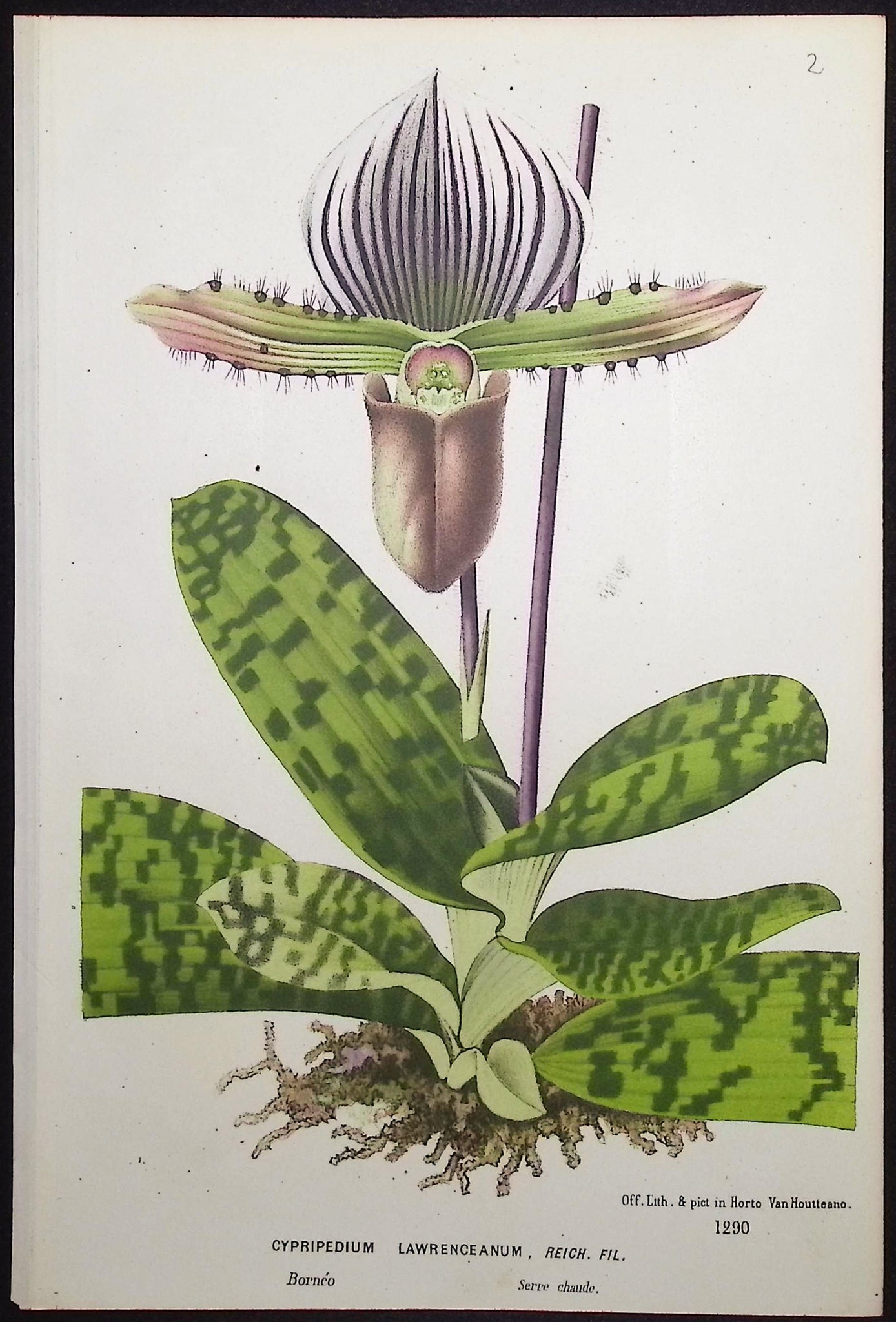Lady's Slipper Orchid