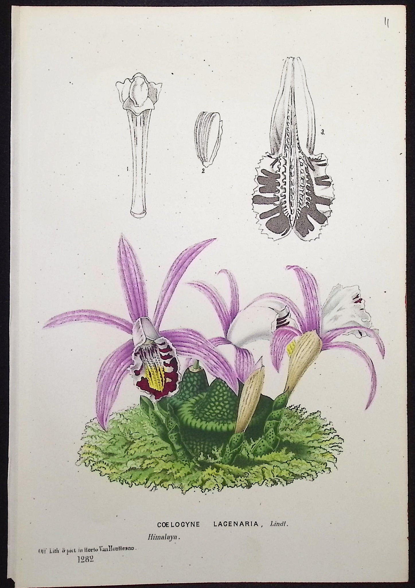 Orchid