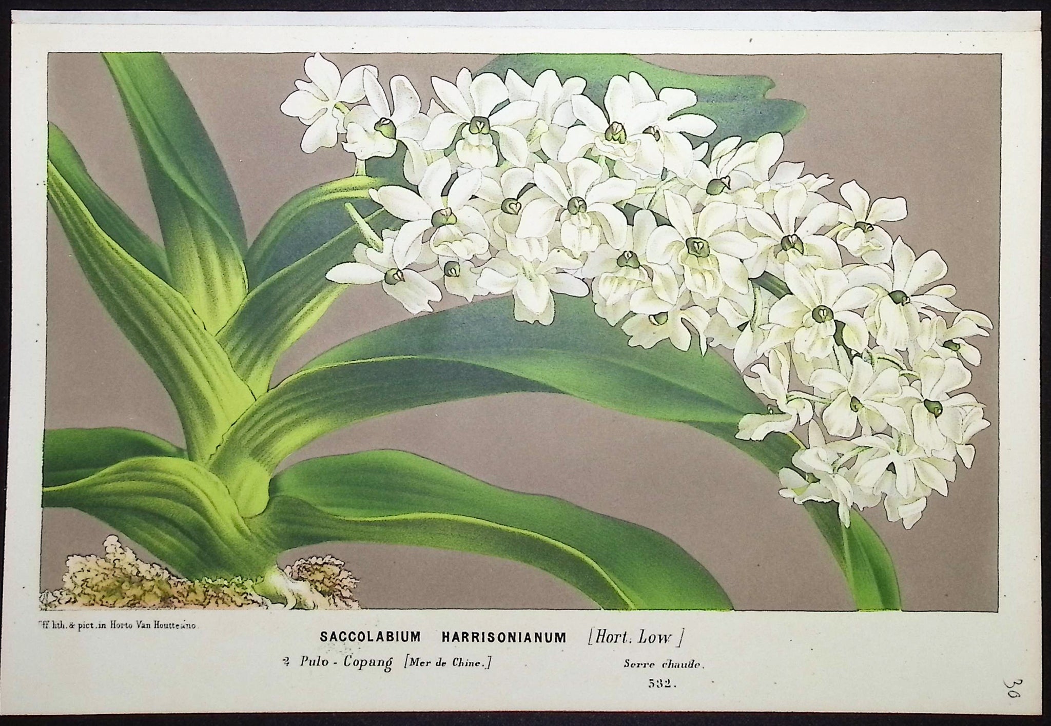 Orchid