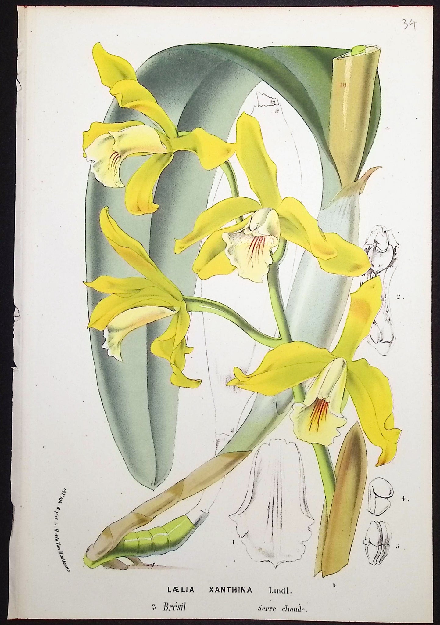 Orchid