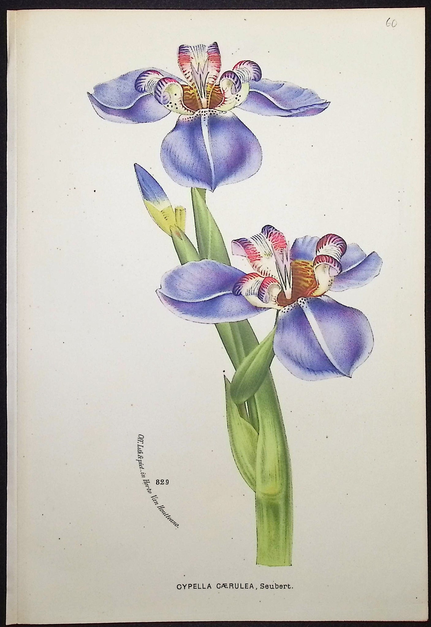 Iris