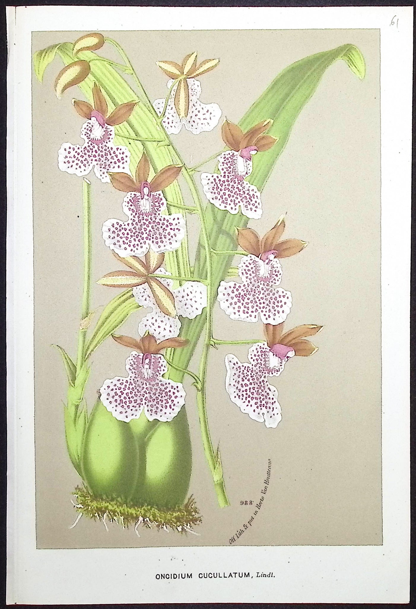 Orchid