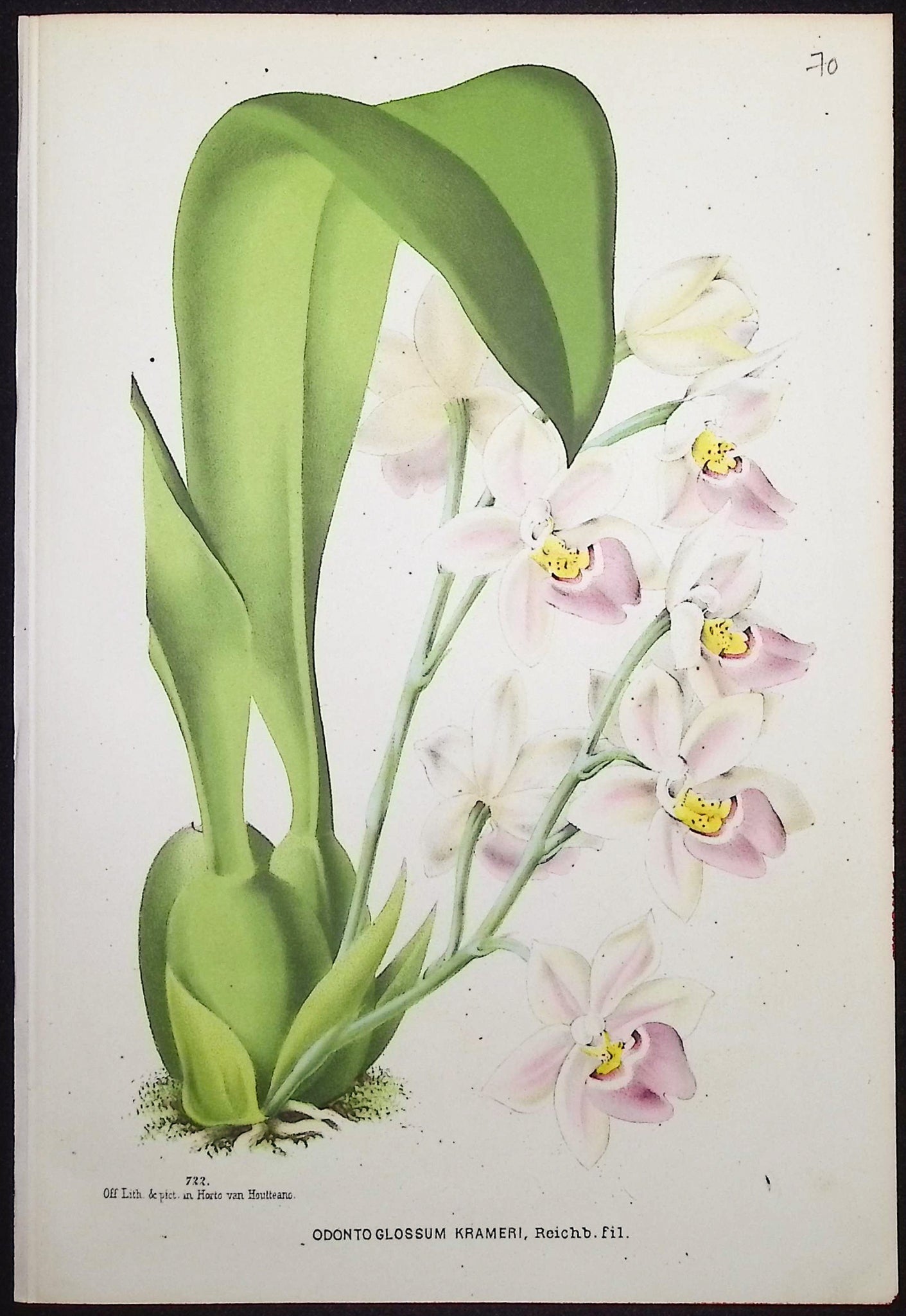 Orchid