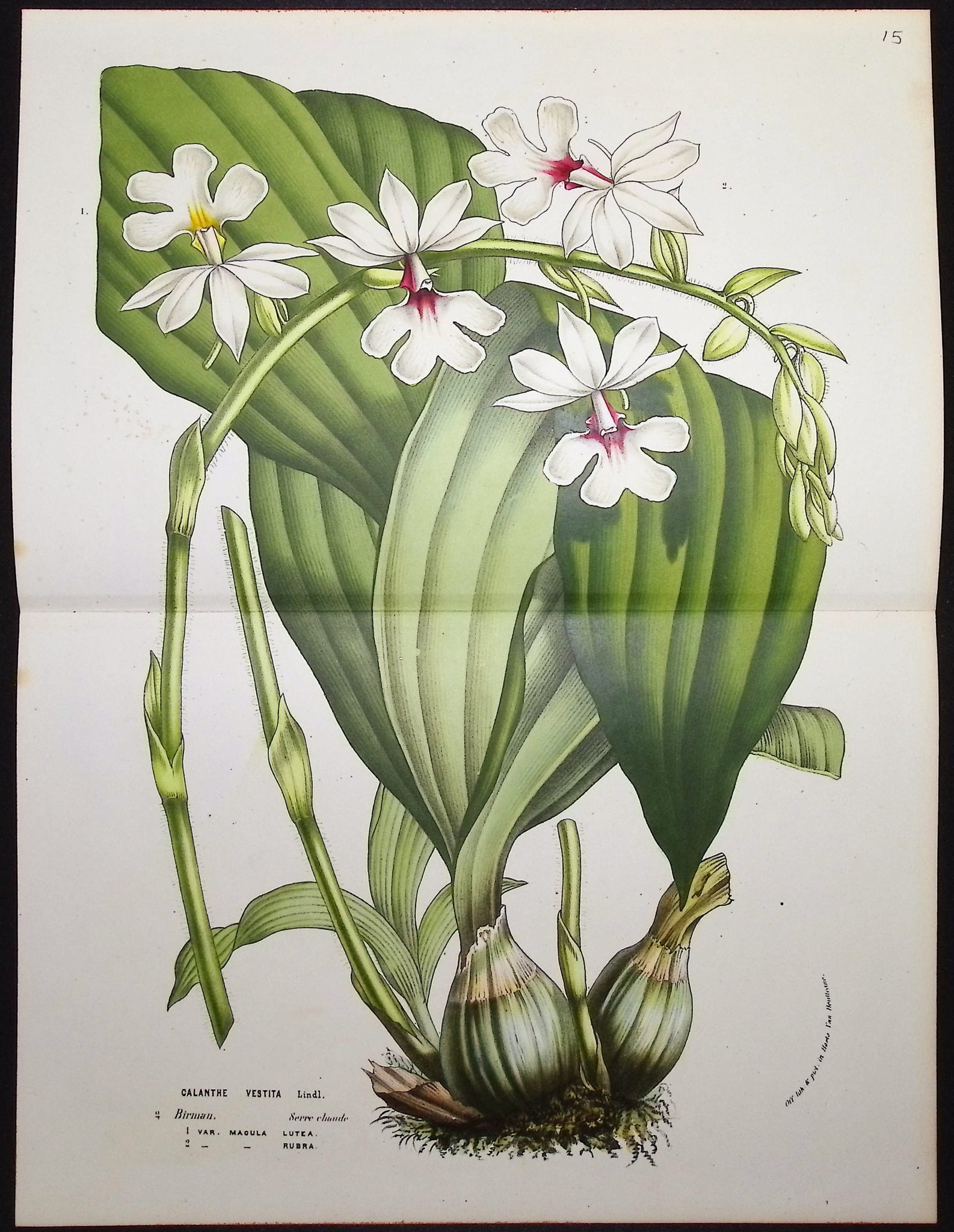 Orchid