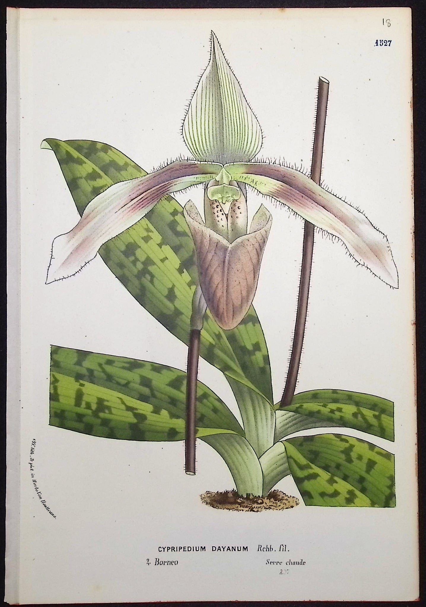Lady's Slipper Orchid