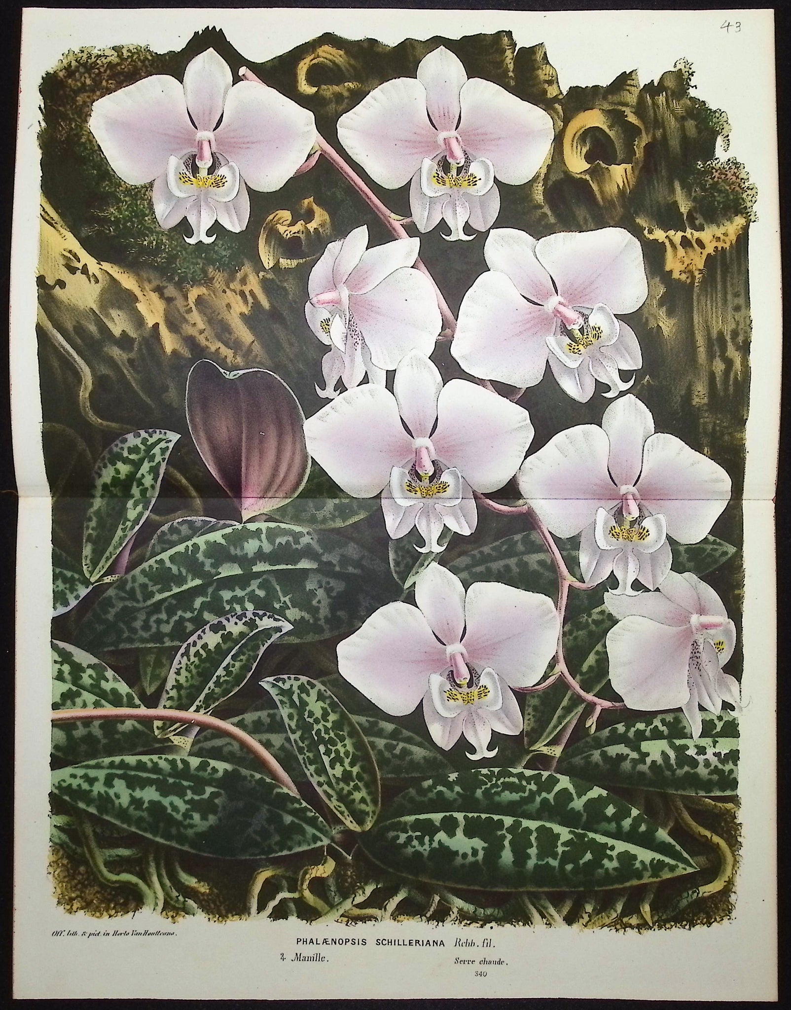 Orchid