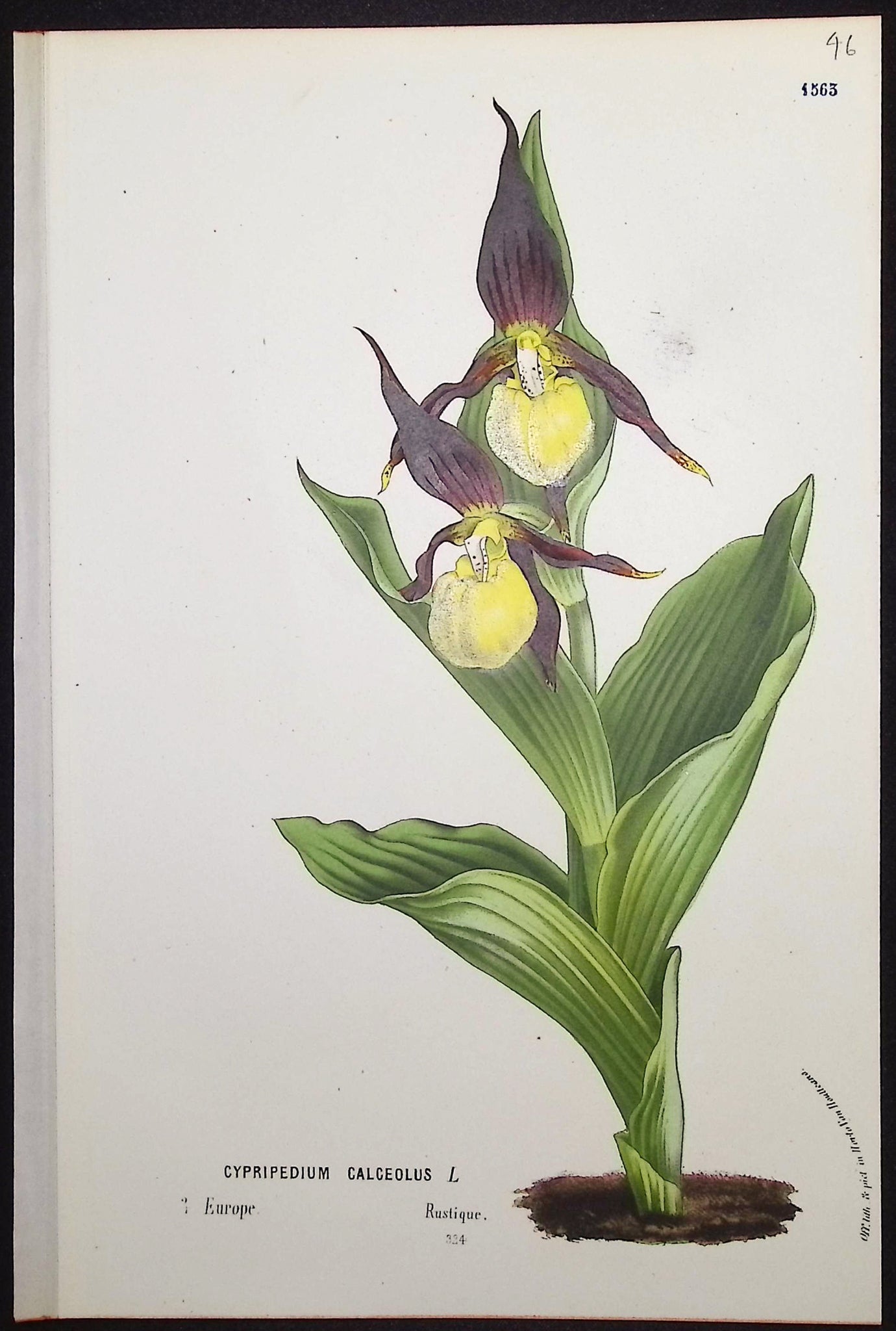 Lady's Slipper Orchid