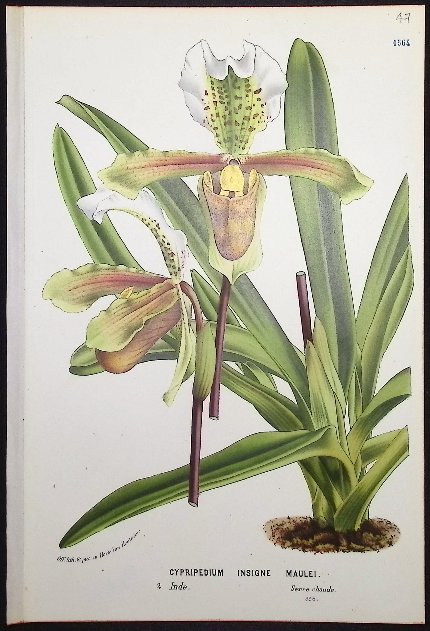Lady's Slipper Orchid