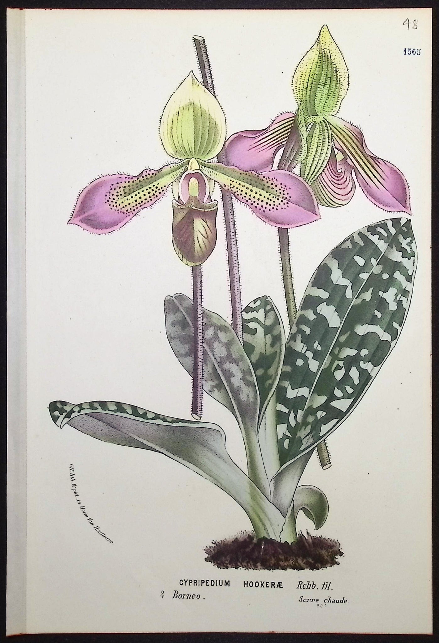 Lady's Slipper Orchid