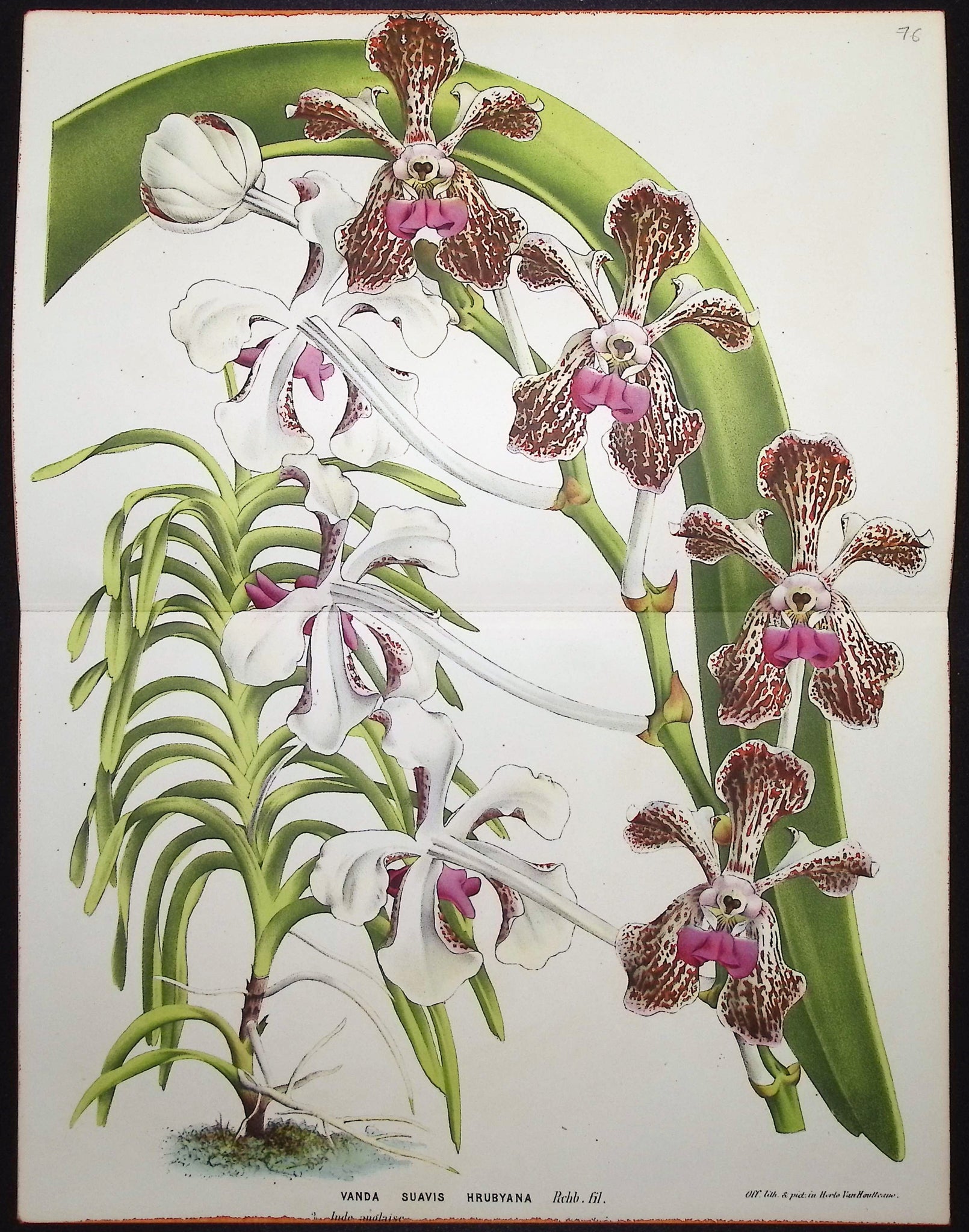 Orchid