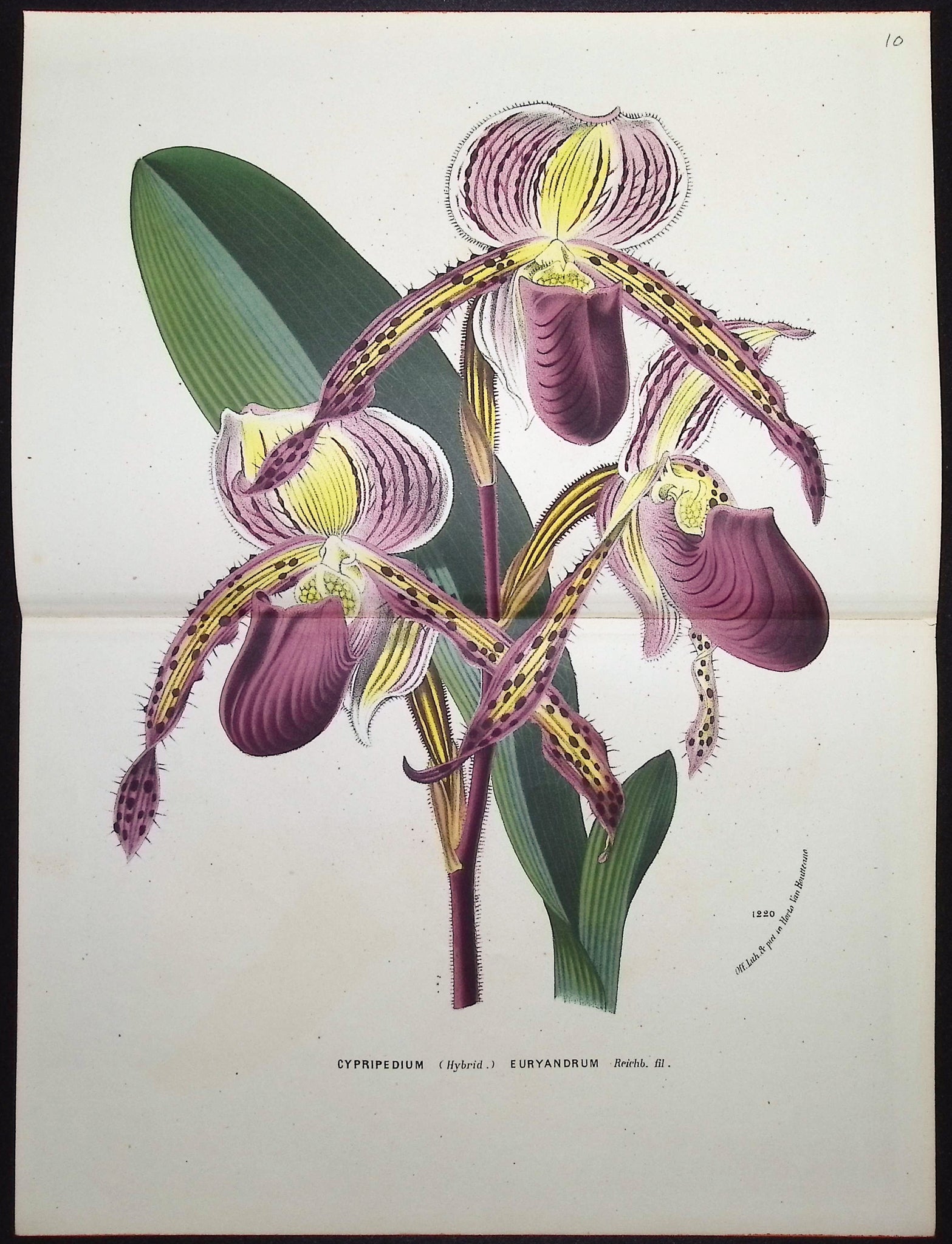 Lady's Slipper Orchid