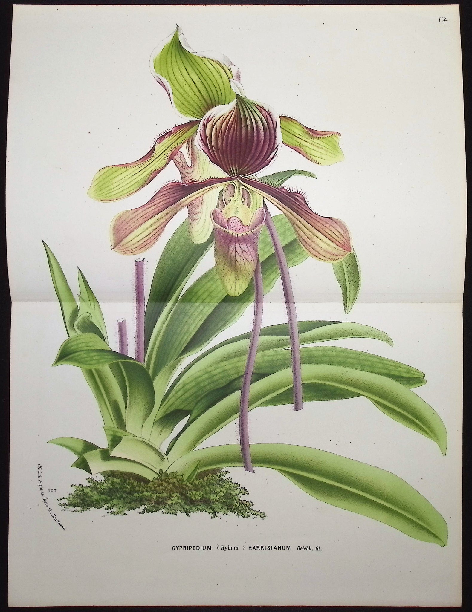 Lady's Slipper Orchid