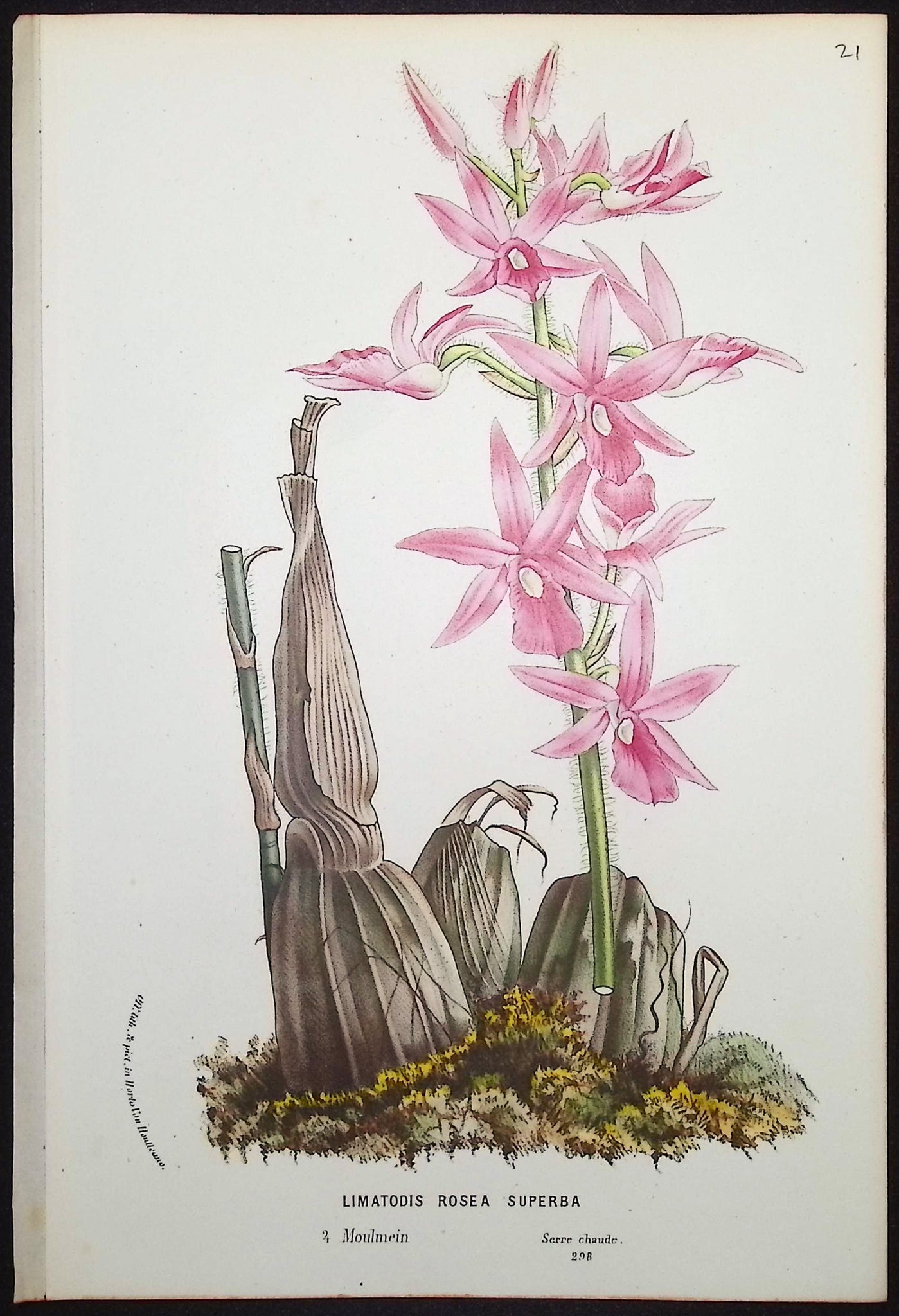 Orchid
