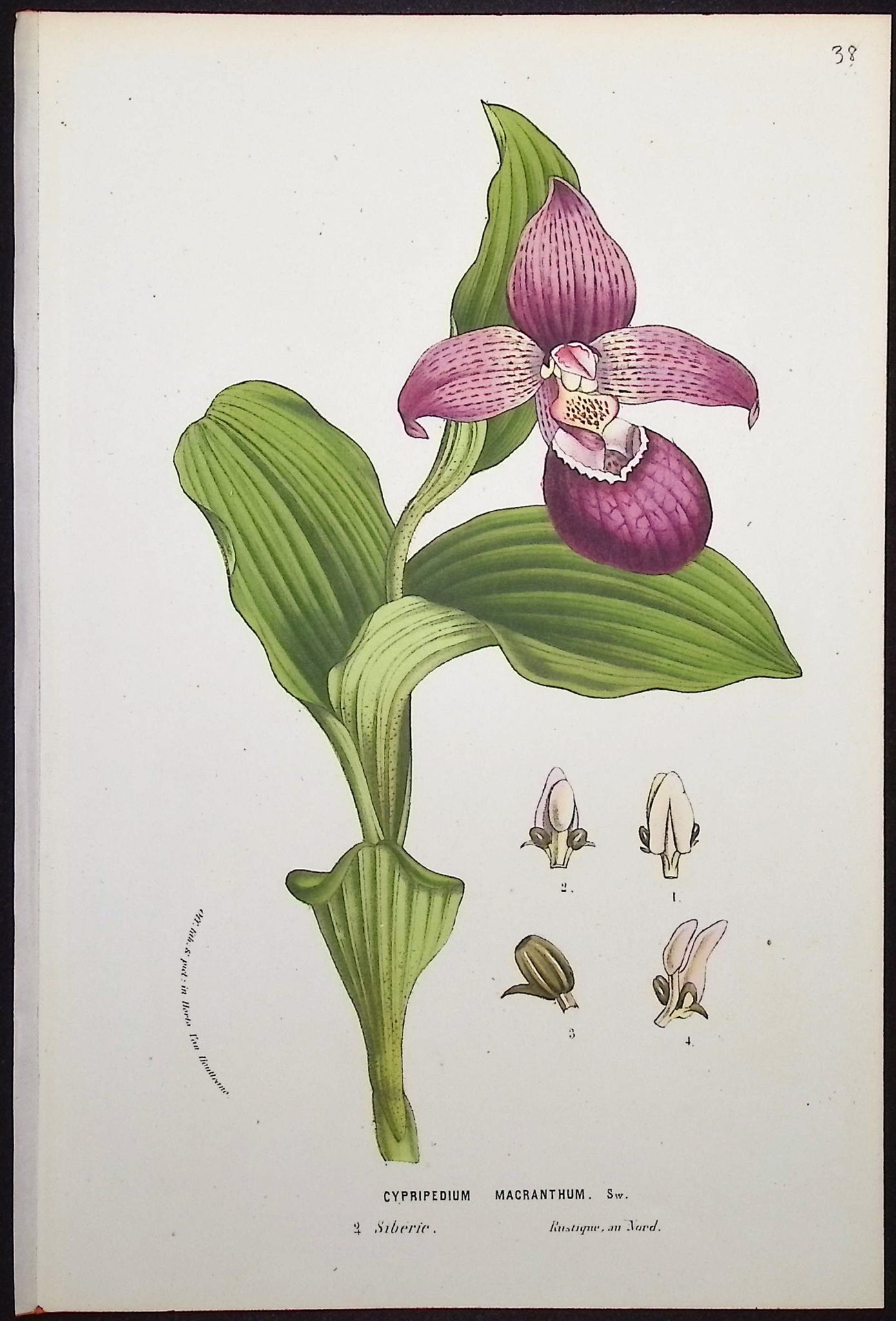 Lady's Slipper Orchid