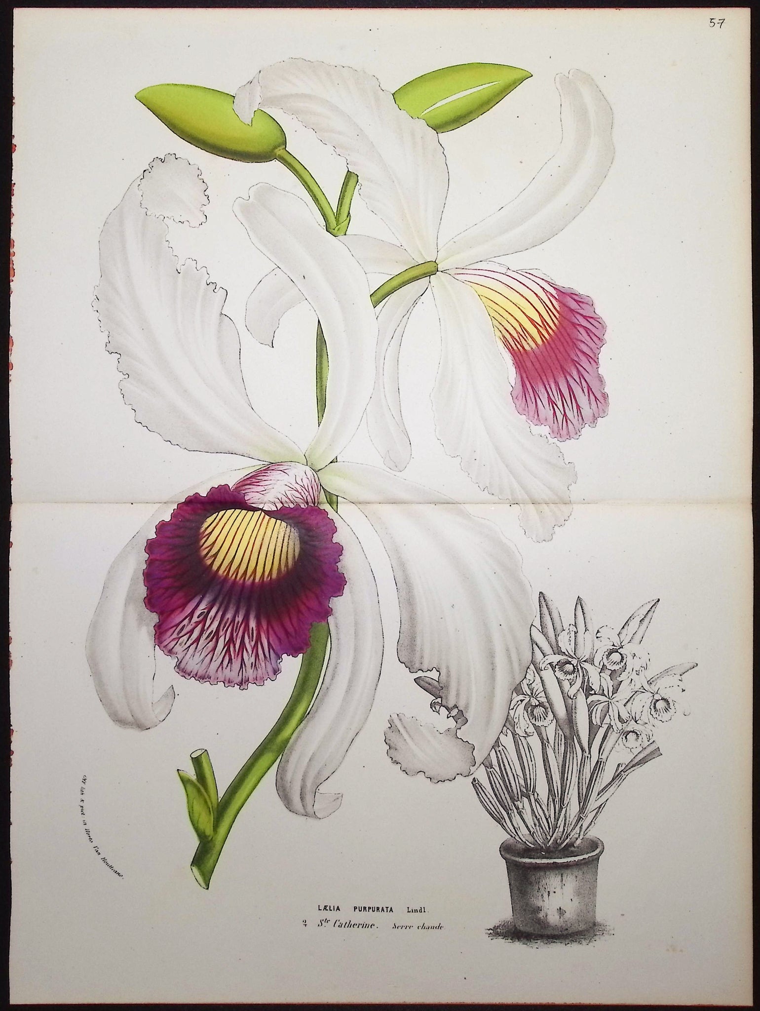 Orchid