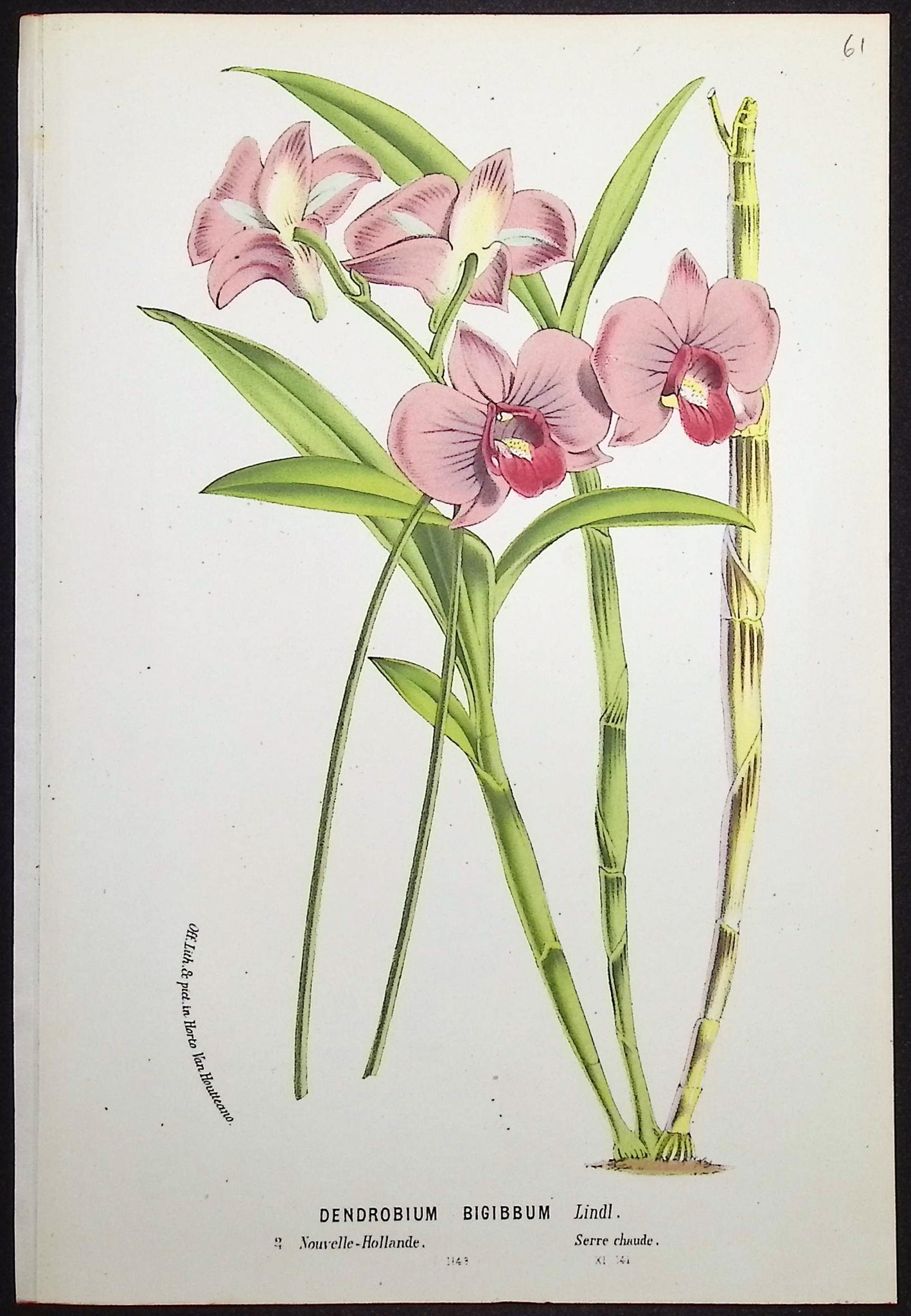 Orchid
