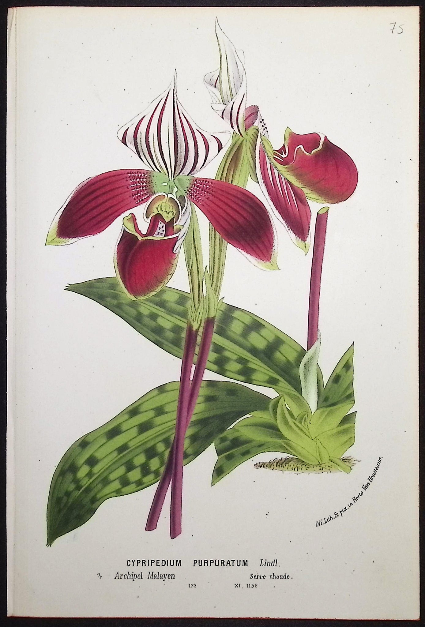 Orchid