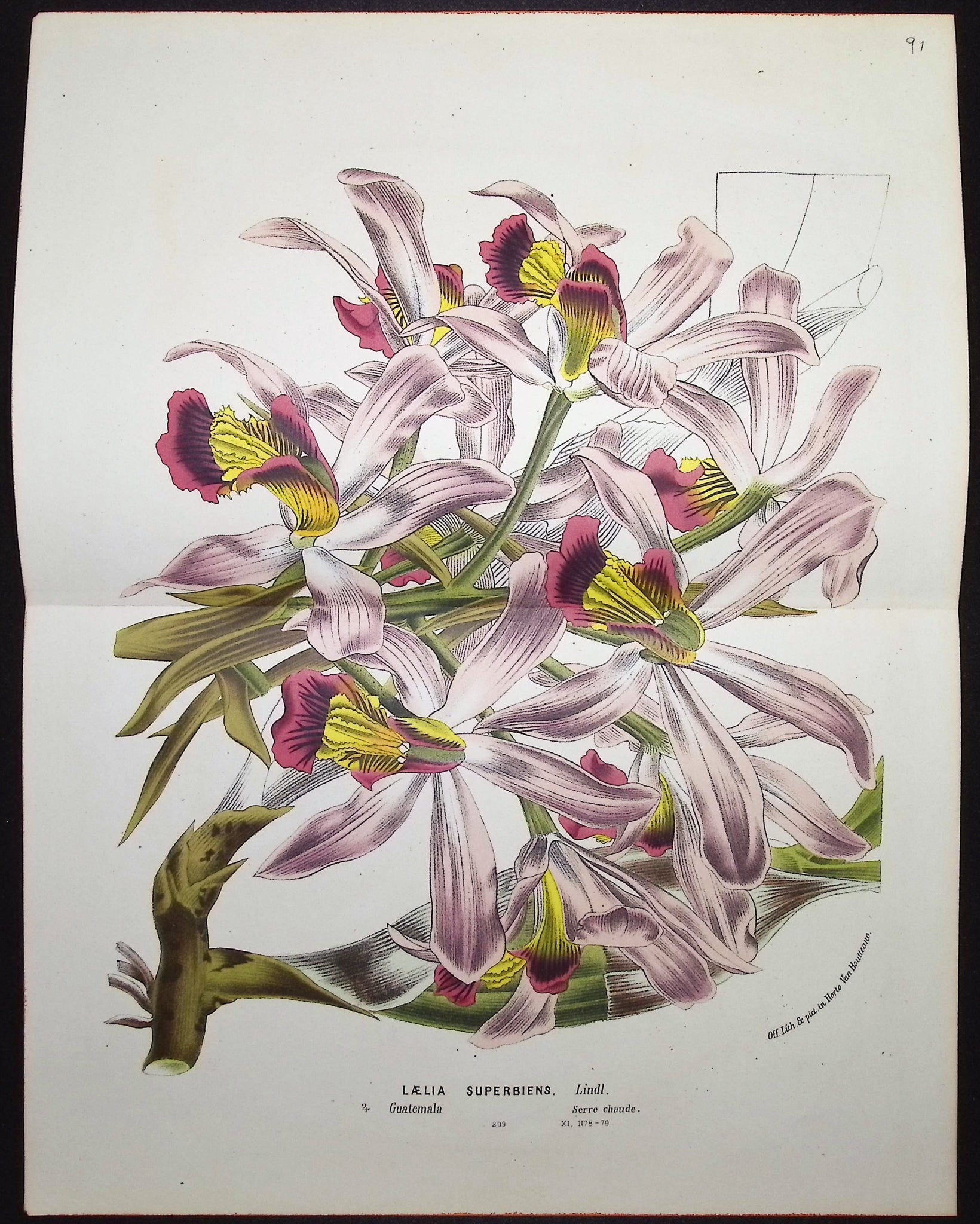 Orchid