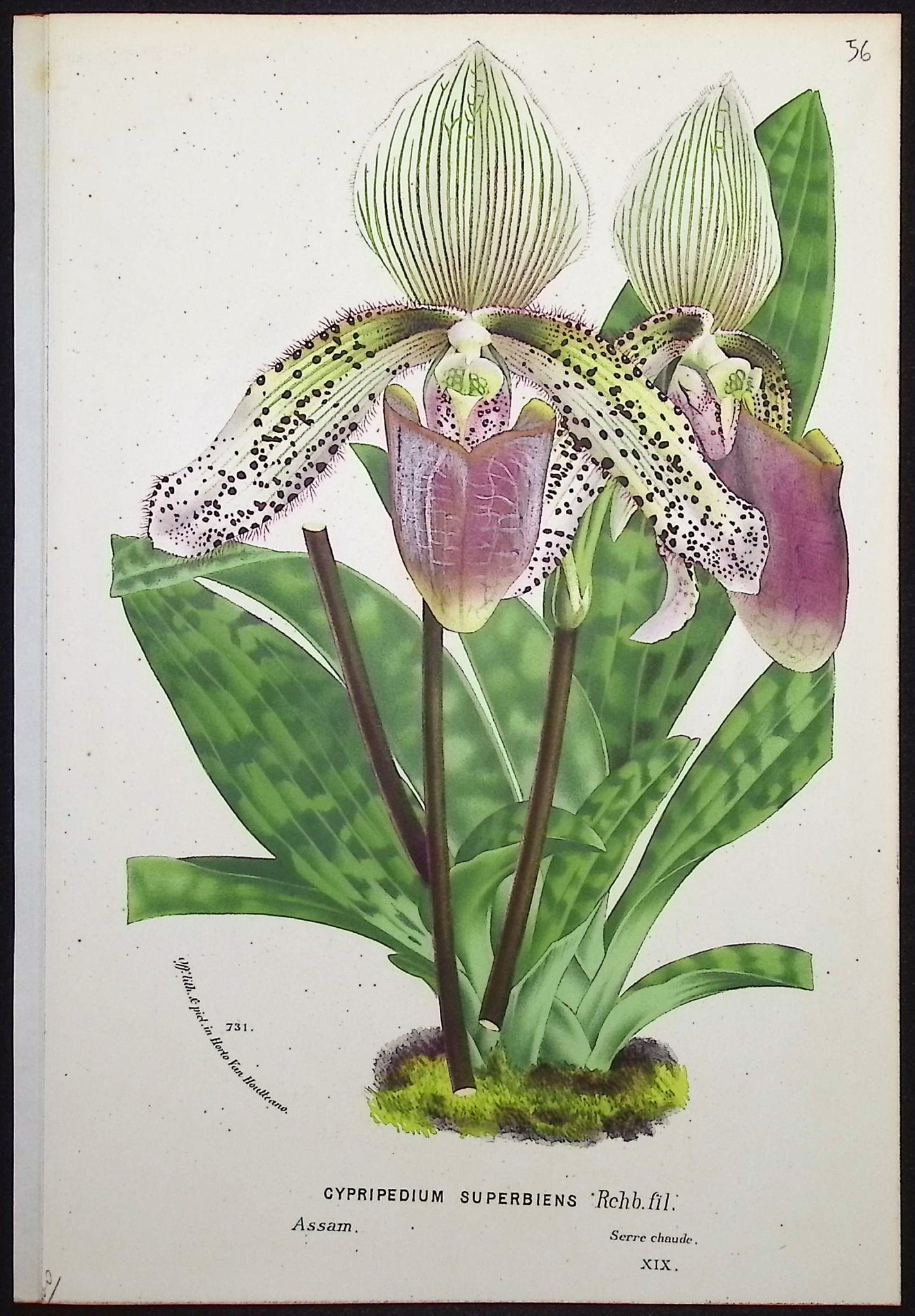 Lady's Slipper Orchid