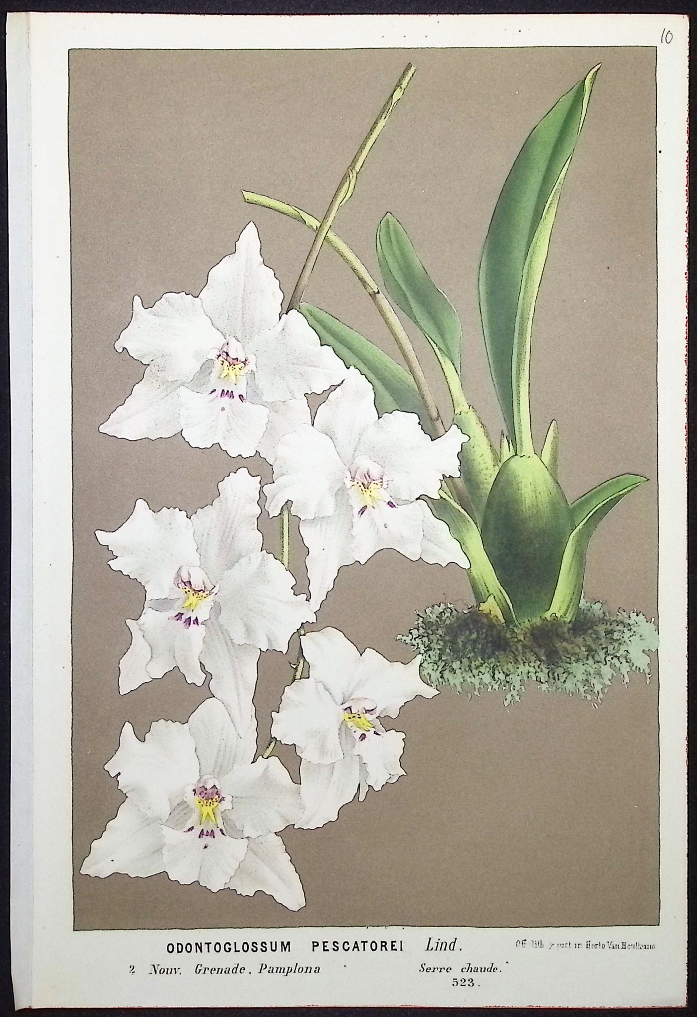 Orchid