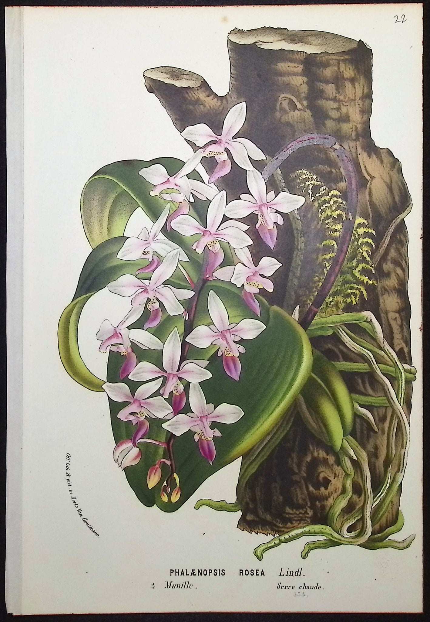 Orchid