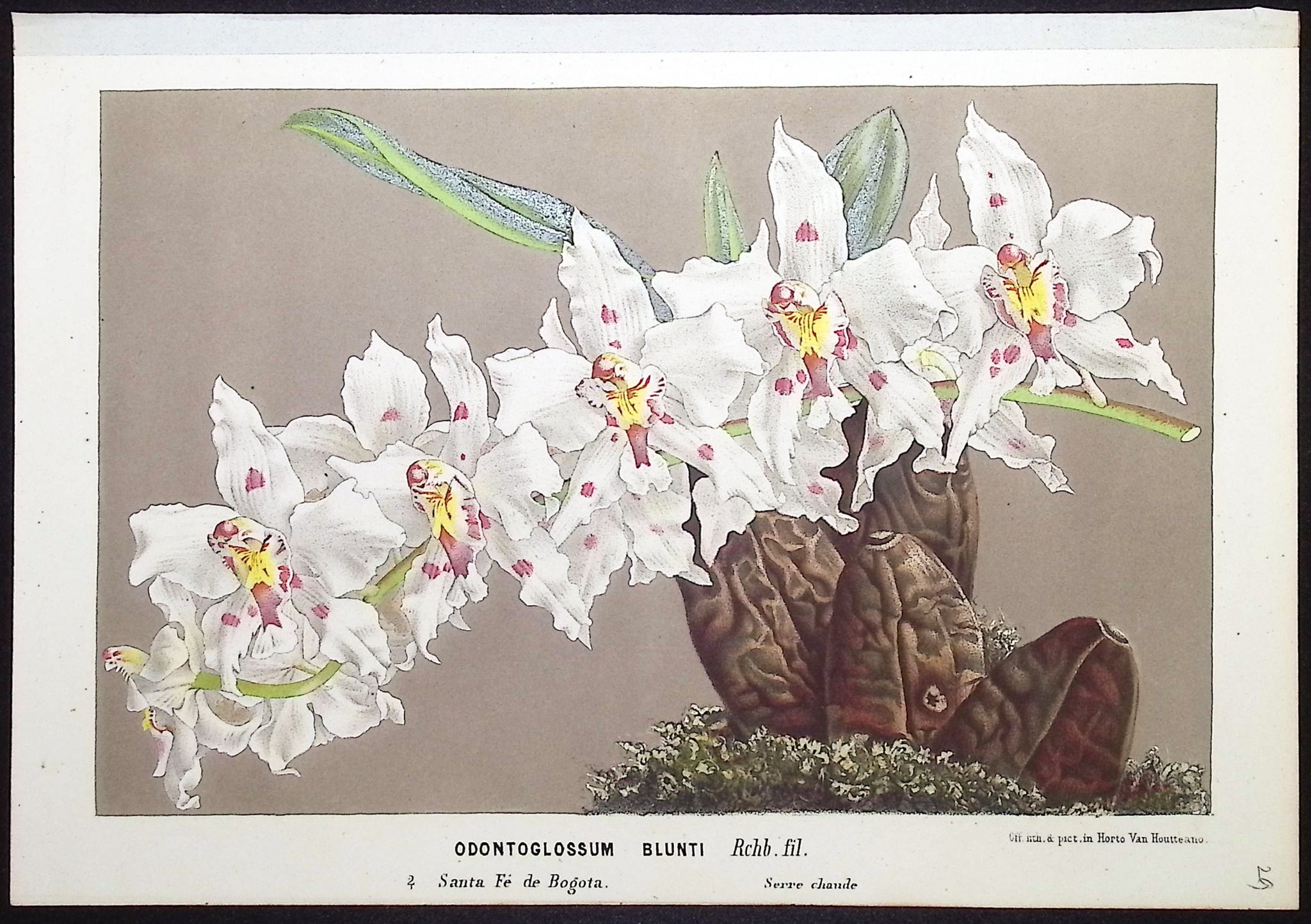 Orchid