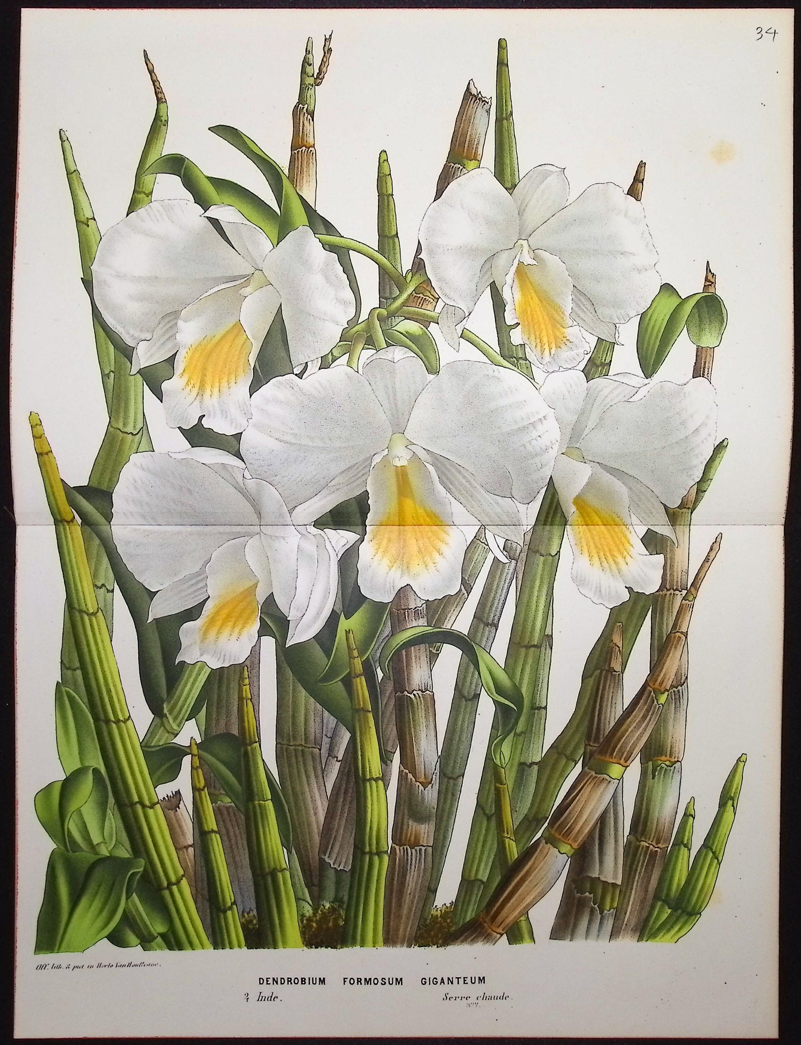 Orchid