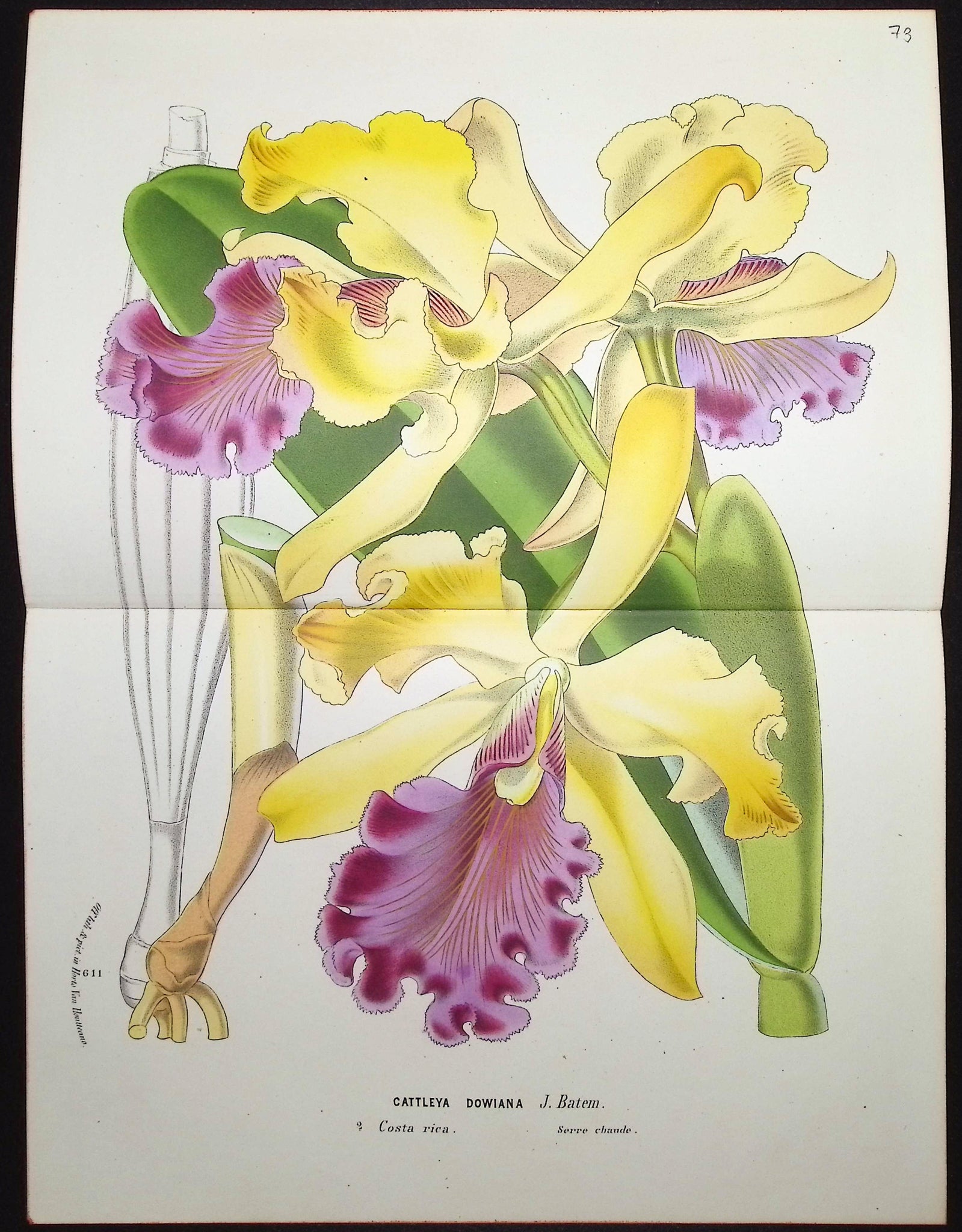 Orchid