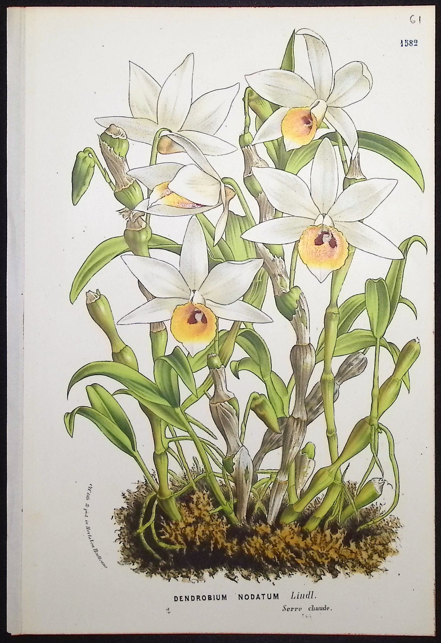 Orchid