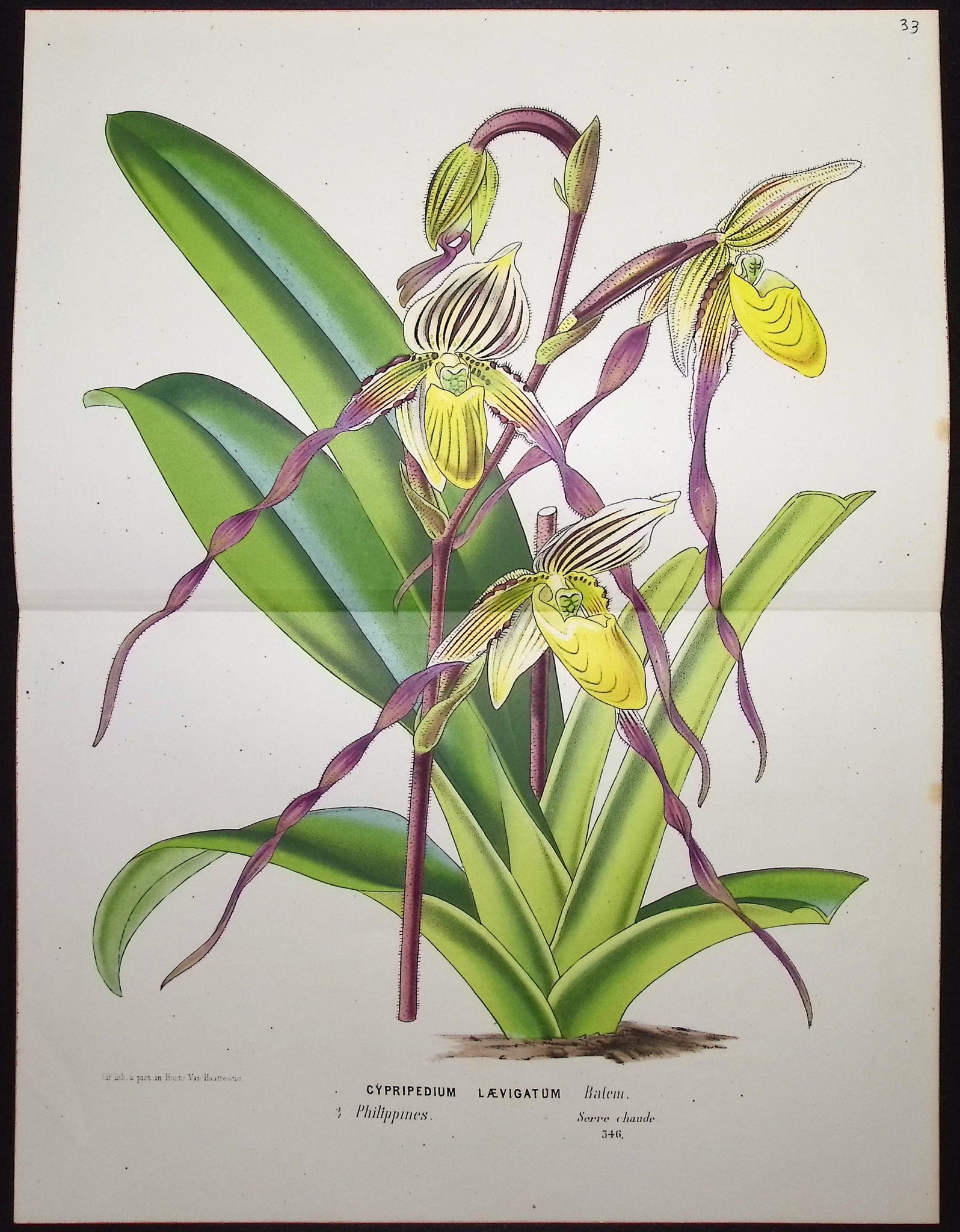 Lady's Slipper Orchid