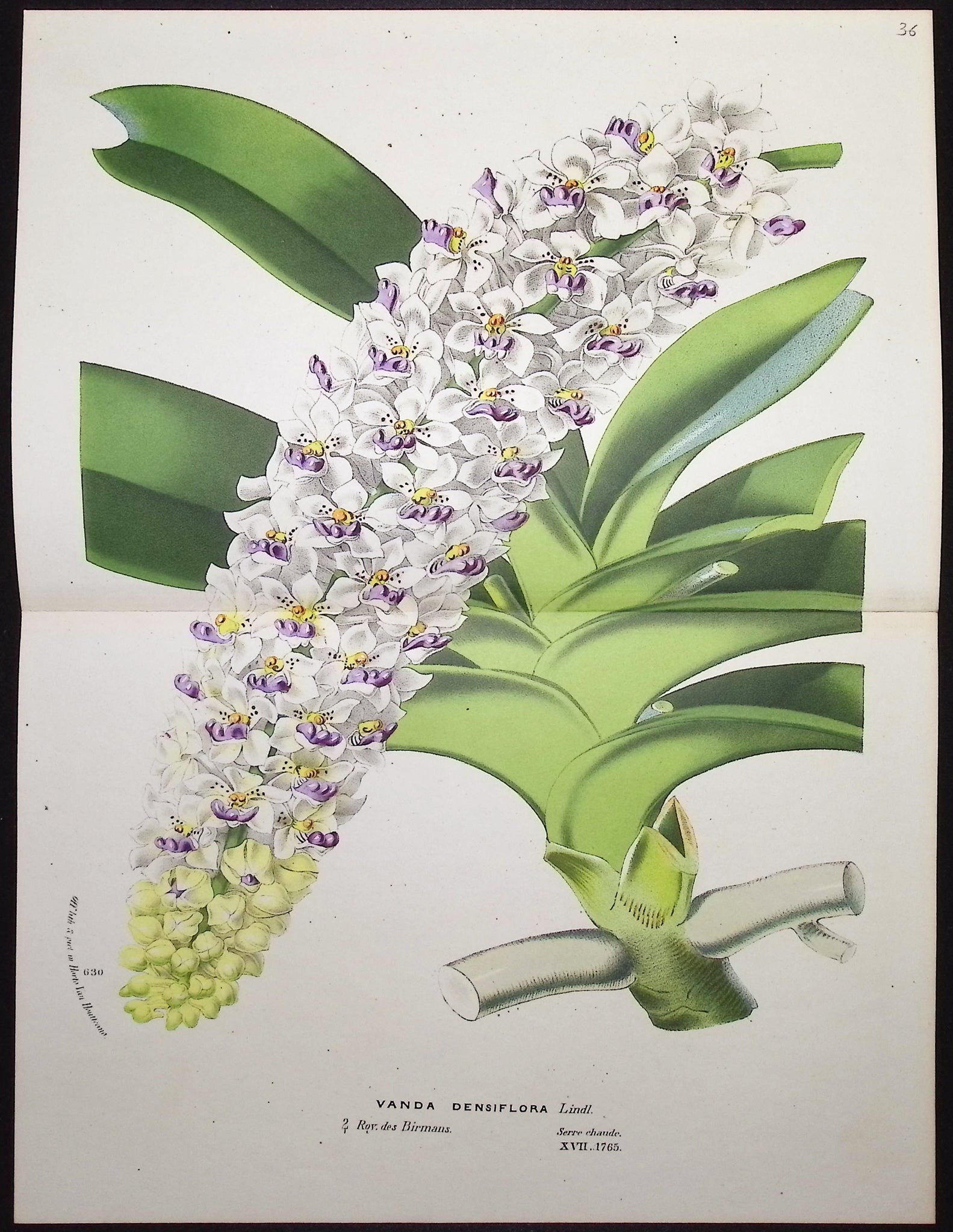 Orchid