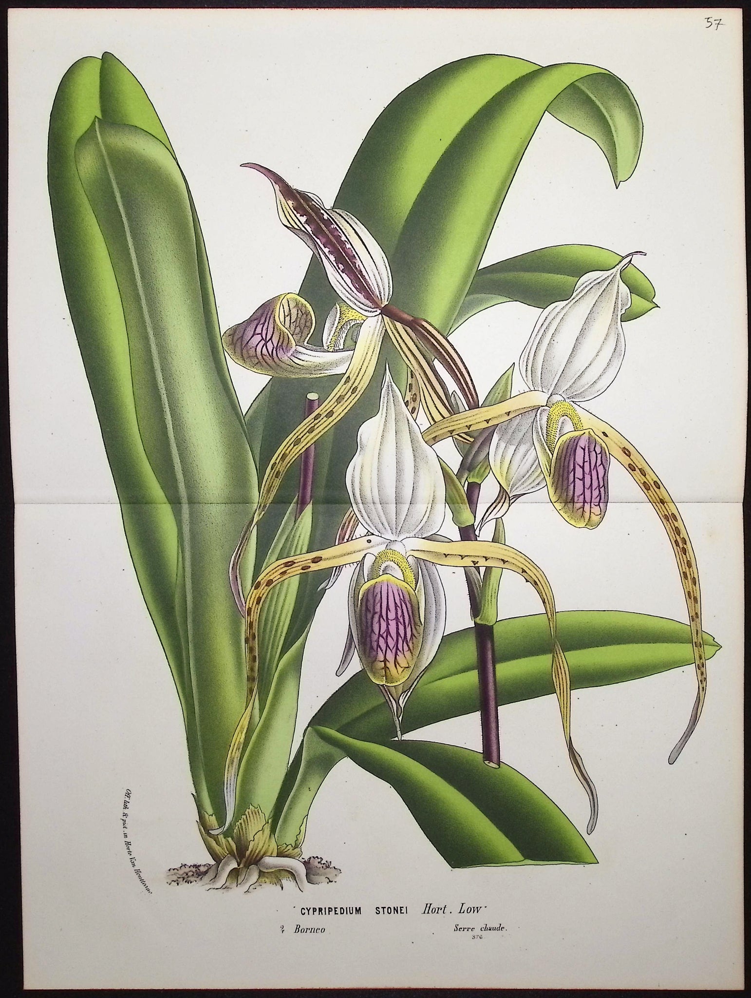 Lady's Slipper Orchid