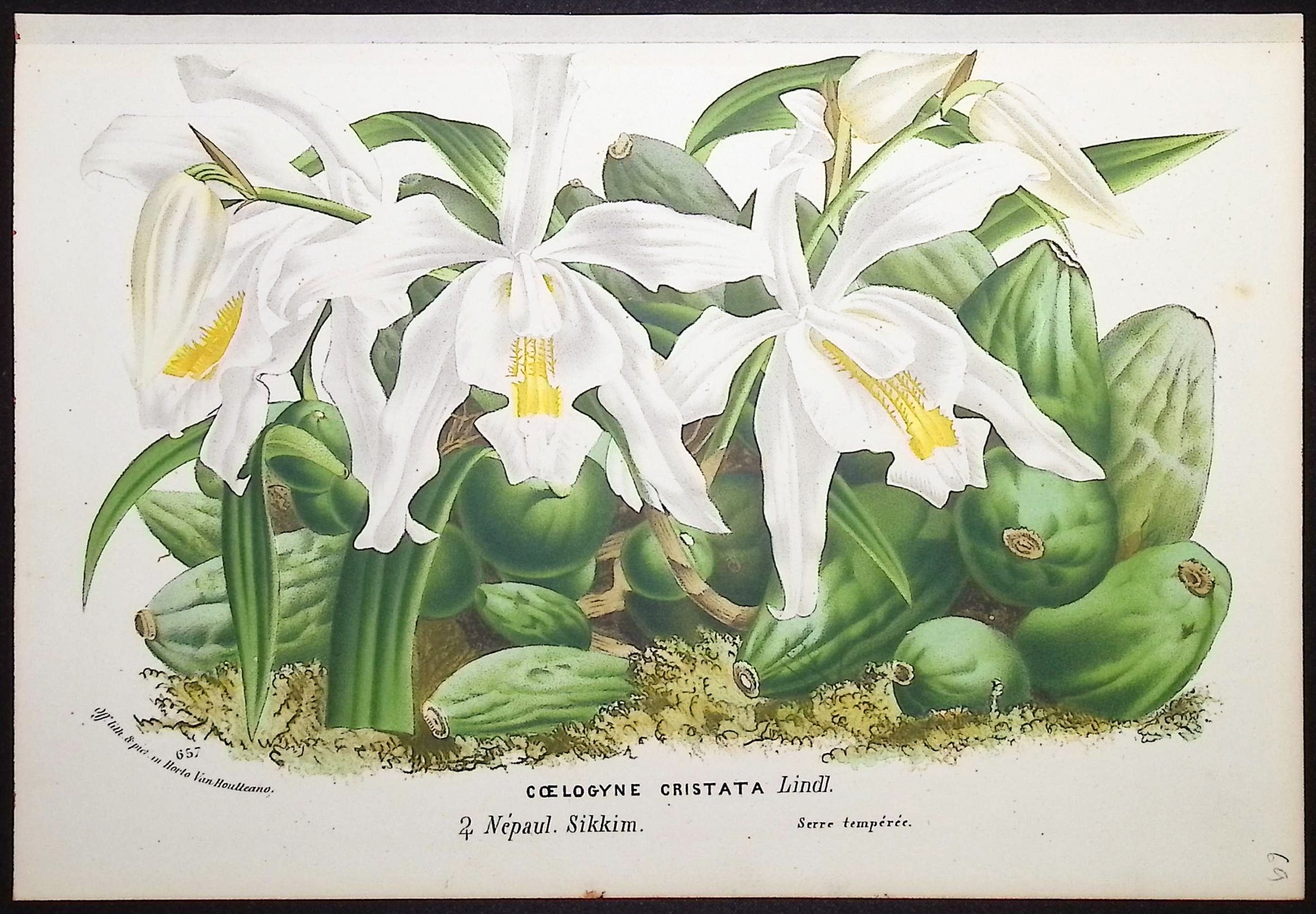 Orchid