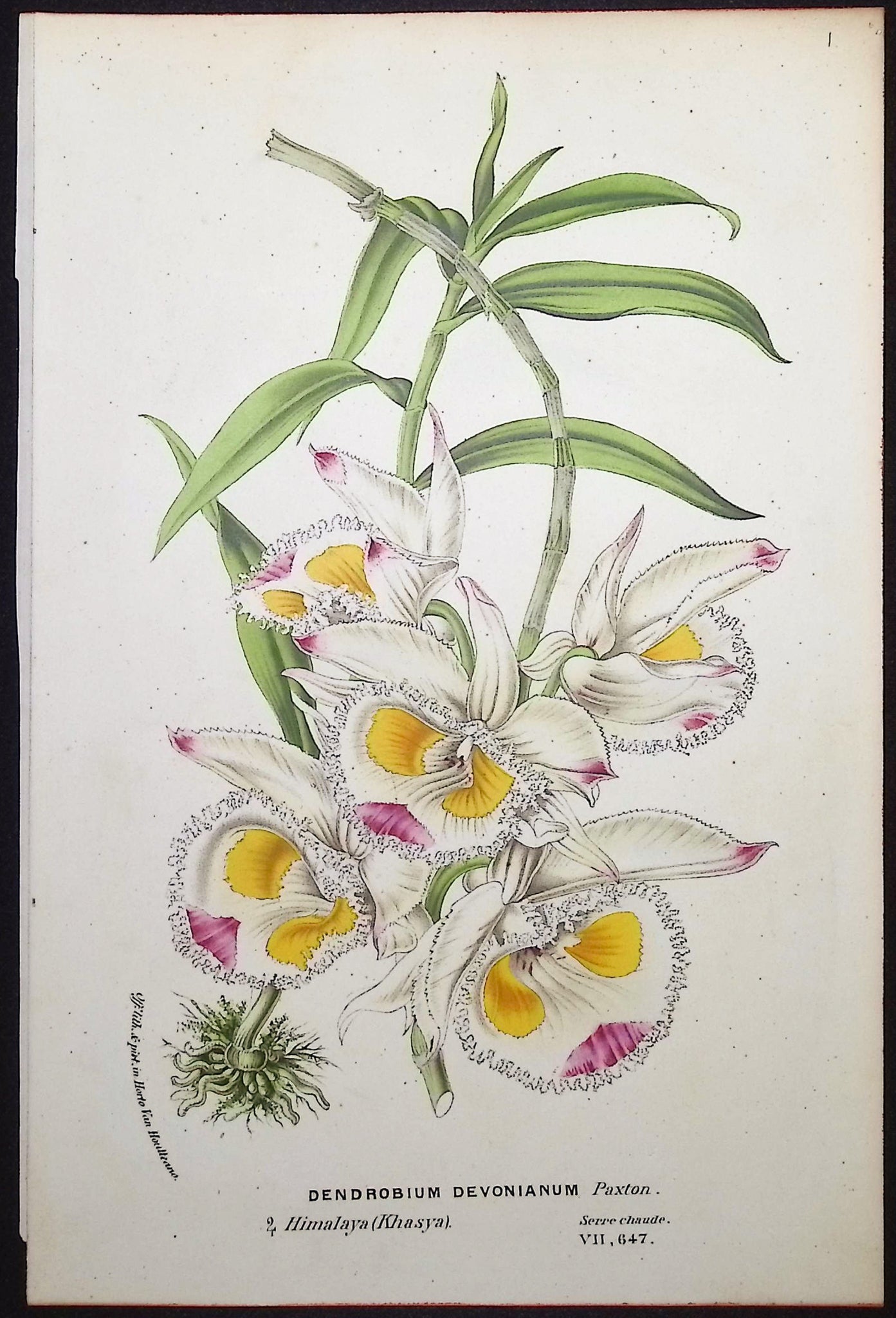 Orchid