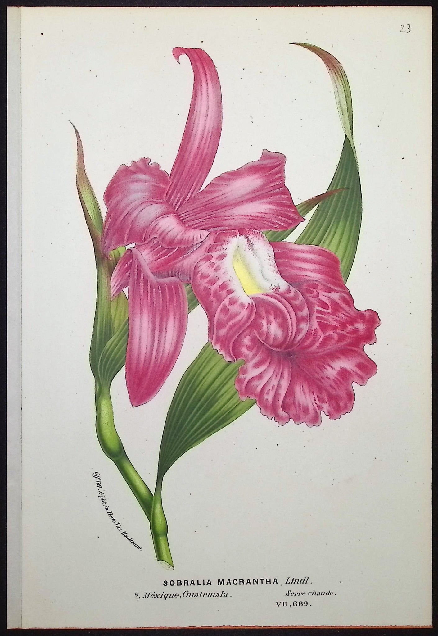 Orchid